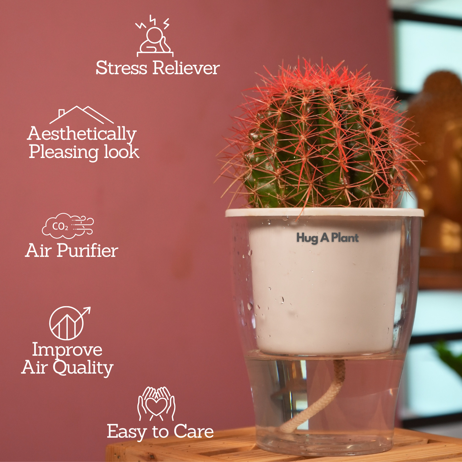 Ball Cactus Red (echinocactus grusonii) - Live Plant (With 5 Inch Self-Watering Pot & Plant)