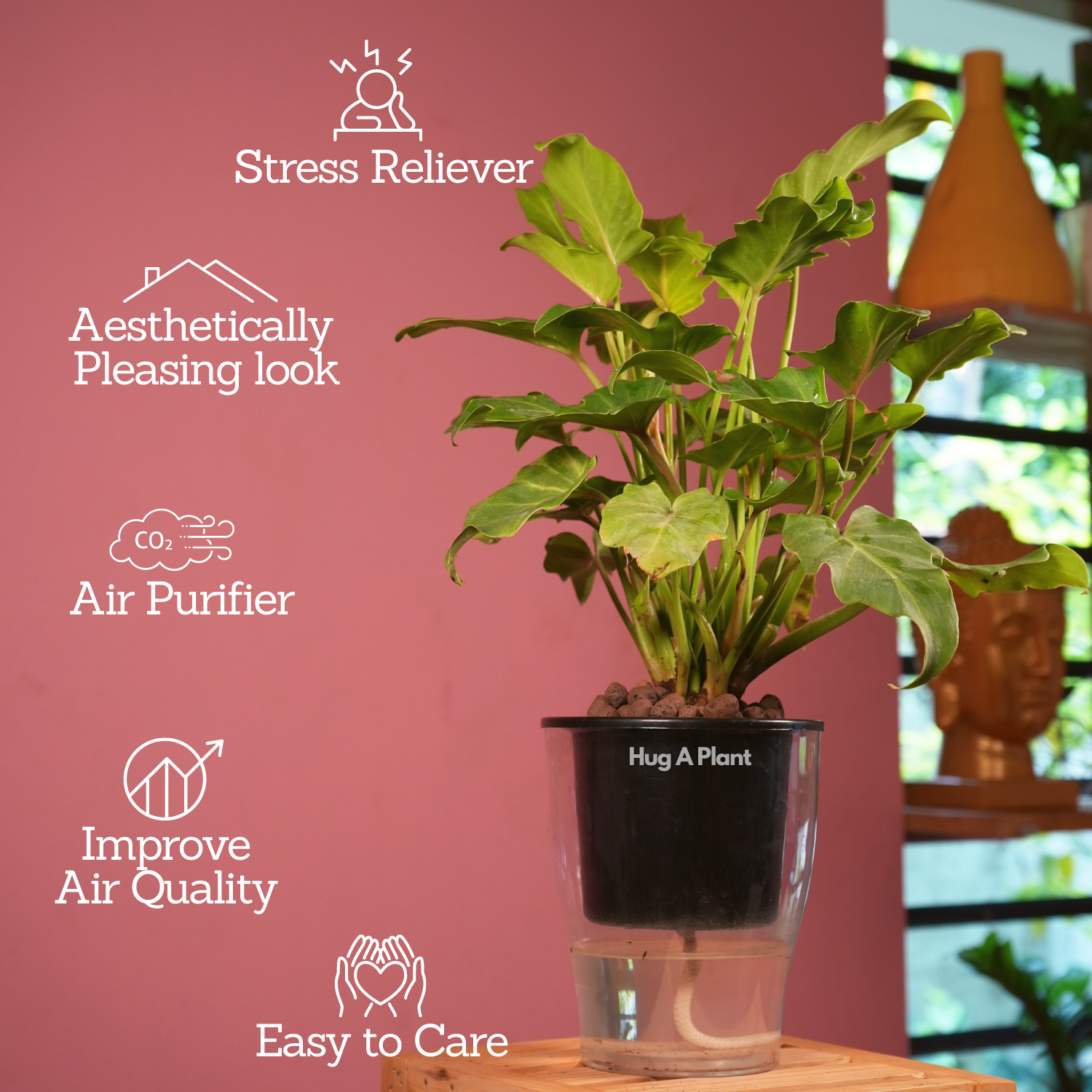 Philodendron Xanadu Golden (Thaumatophyllum Xanadu)- Live Plant (With 5 Inch Self-Watering Pot & Plant)
