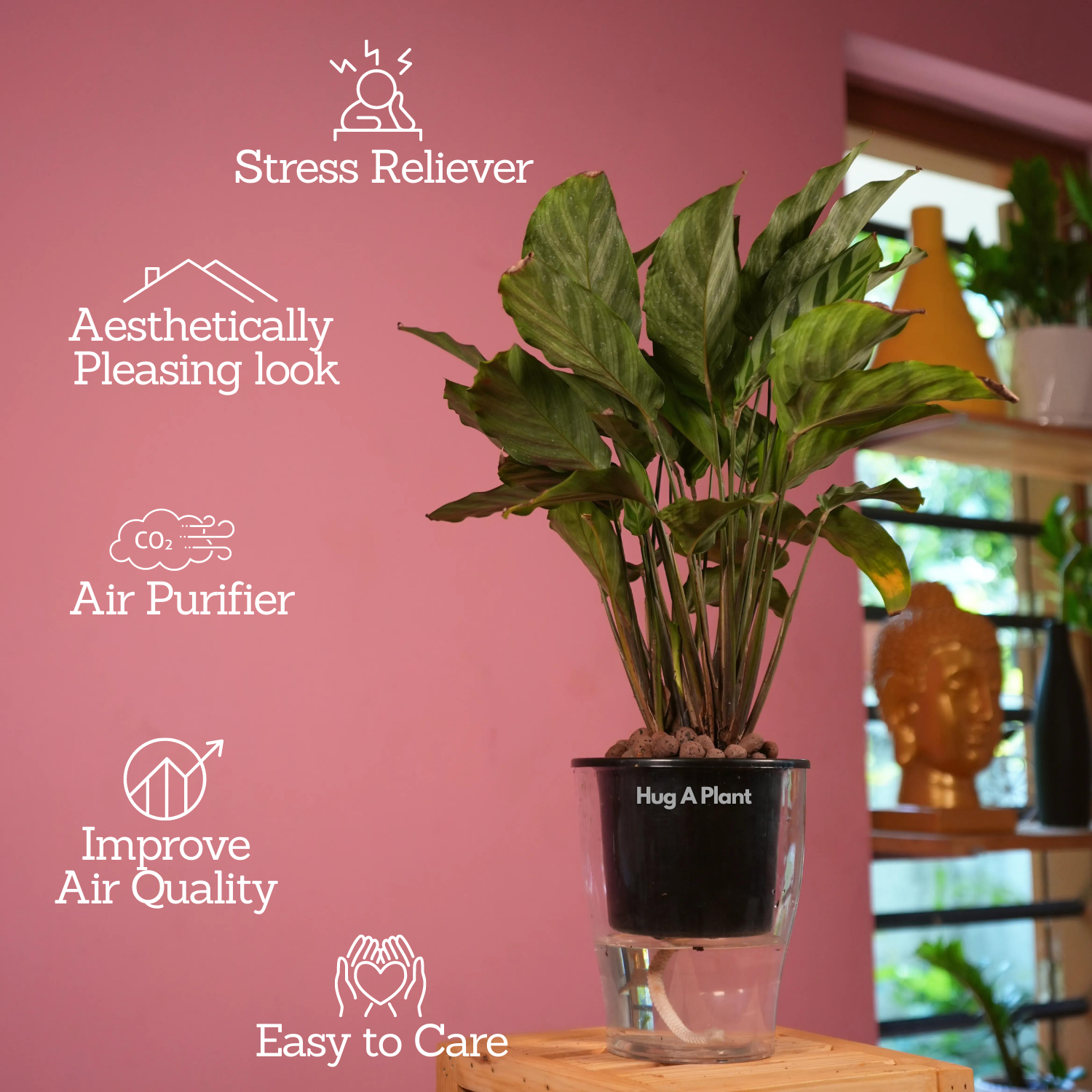 Calathea Freddie / Peacock Plant- Live Plant (With 5 Inch Self-Watering Pot & Plant)