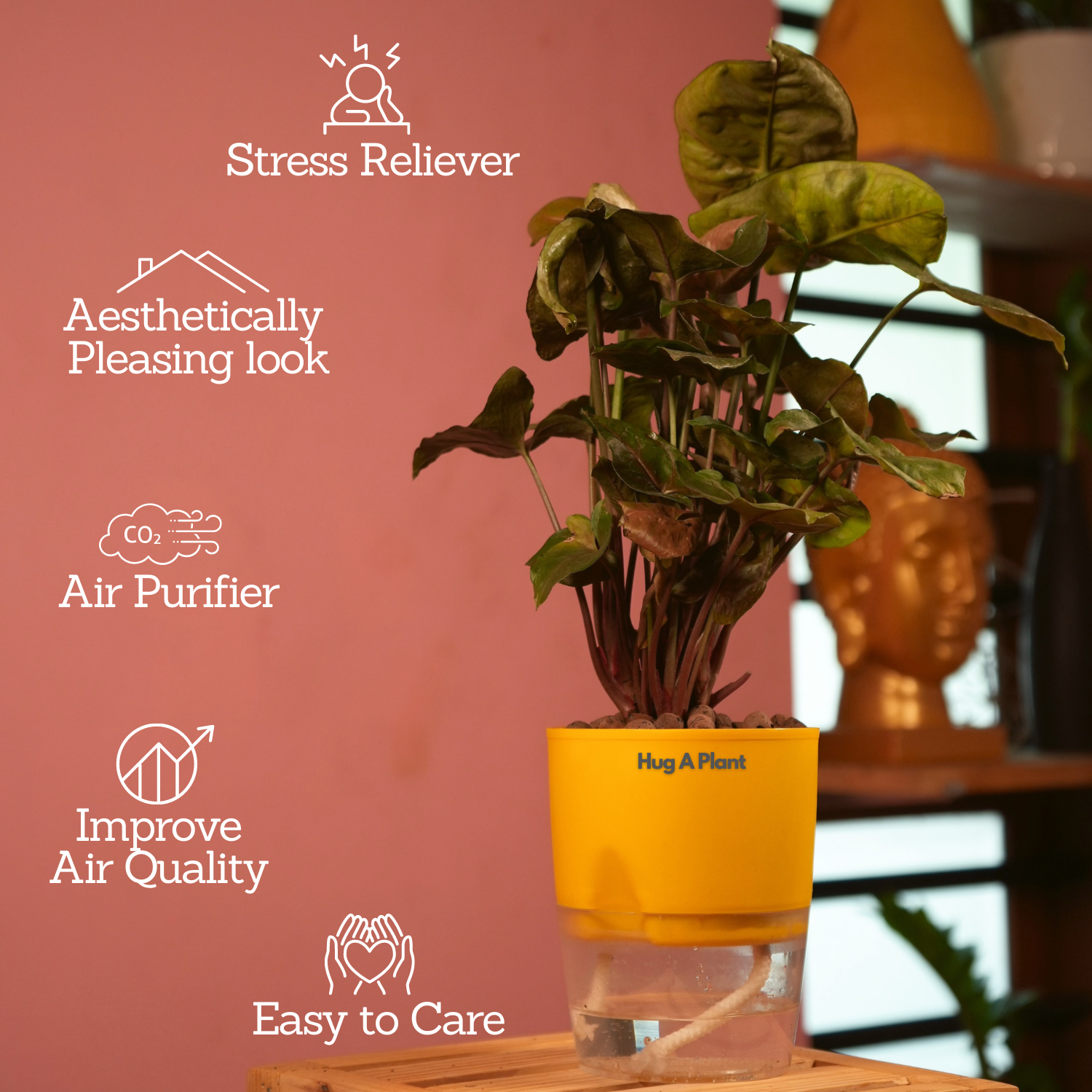 Syngonium Red Plum Plant (Pink veins) - Live Plant (With Self-Watering Pot & Plant)