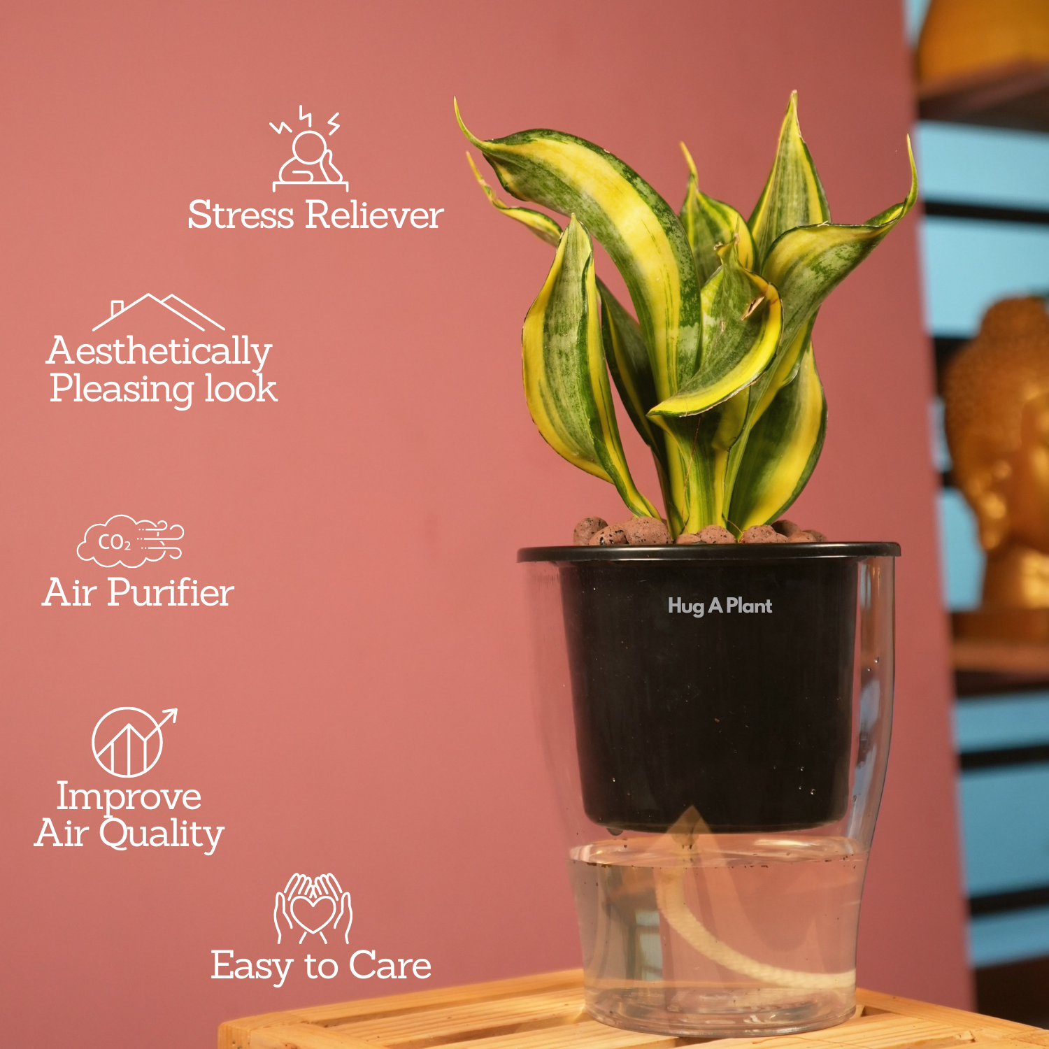 Sansevieria Crooked / Snake Plant (Dracaena trifasciata)- Live Plant (With 5 Inch Self-Watering Pot & Plant)