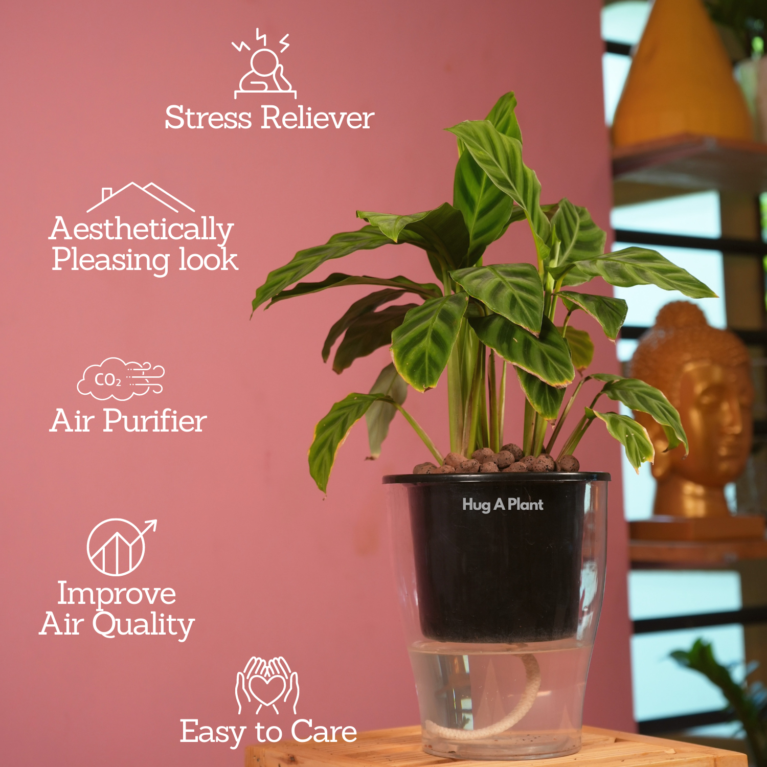 Calathea Zebrina / Zebra Plant - Live Plant (With 5 Inch Self-Watering Pot & Plant)