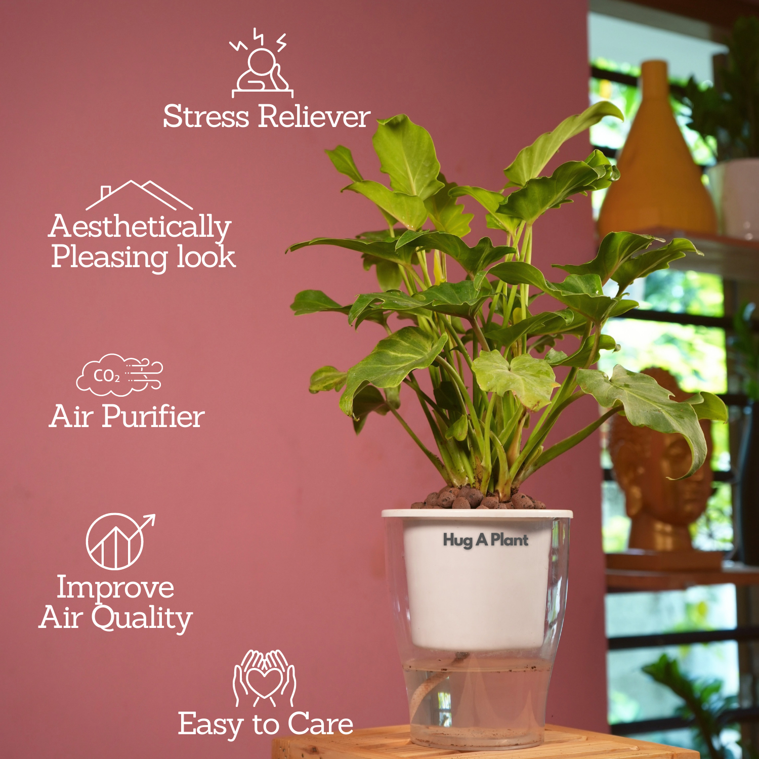 Philodendron Xanadu Golden (Thaumatophyllum Xanadu)- Live Plant (With 5 Inch Self-Watering Pot & Plant)