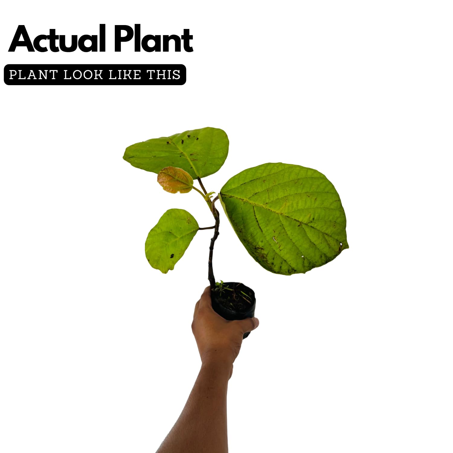 Thanal Athi / Roxburgh fig / Elephant Ear Fig / Shade Fig Live Plant (Home & Garden) Live Plant (Home & Garden)