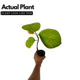 Thanal Athi / Roxburgh fig / Elephant Ear Fig / Shade Fig Live Plant (Home & Garden) Live Plant (Home & Garden)