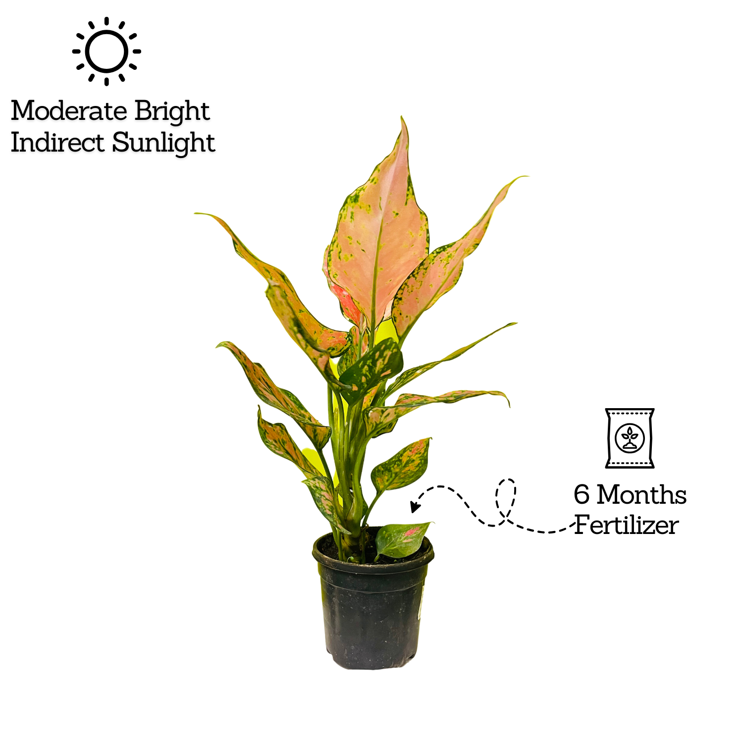 Aglaonema Red Angel / Chinese Evergreen (Aglaonema commutatum)- Live Plant  in 10cm Pot