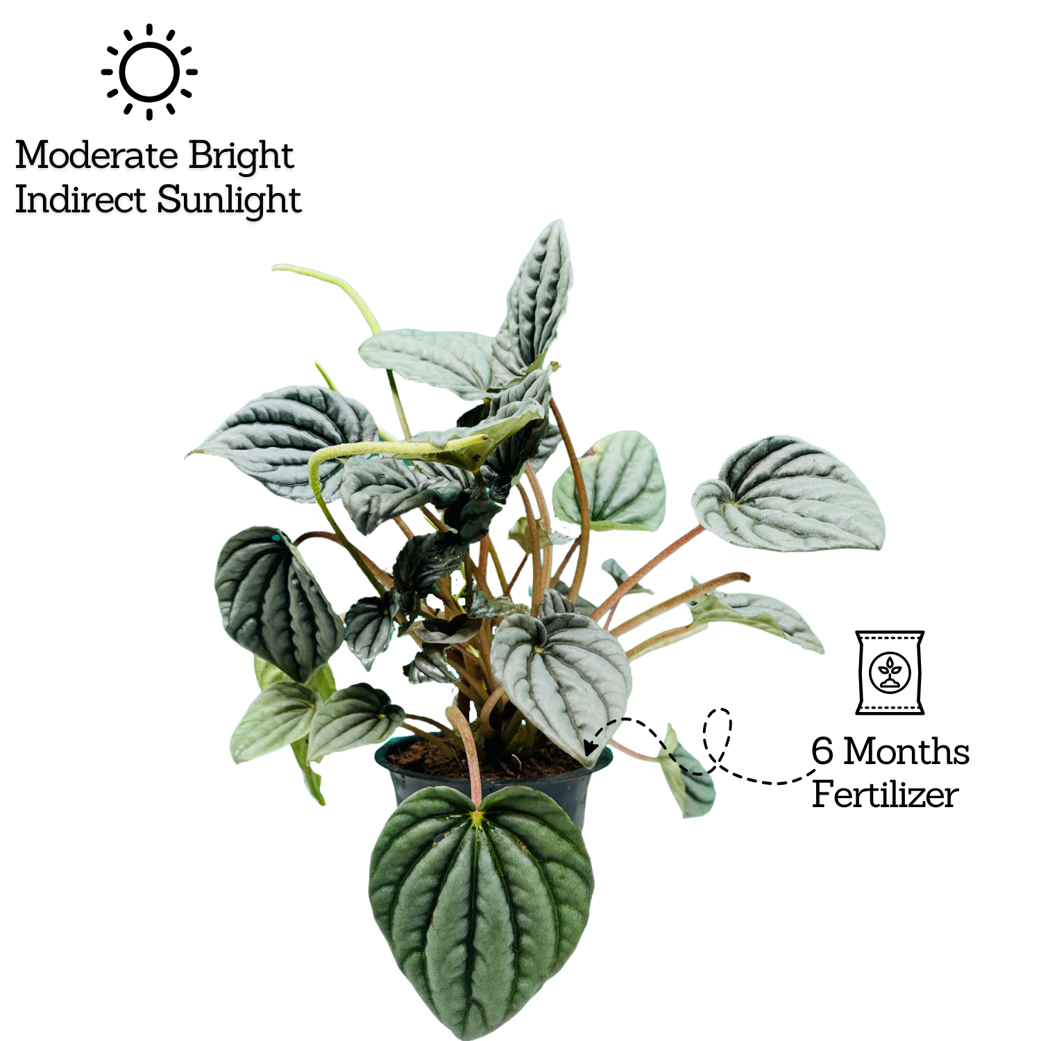 Peperomia Metallic- Live  Plant (Home & Garden)