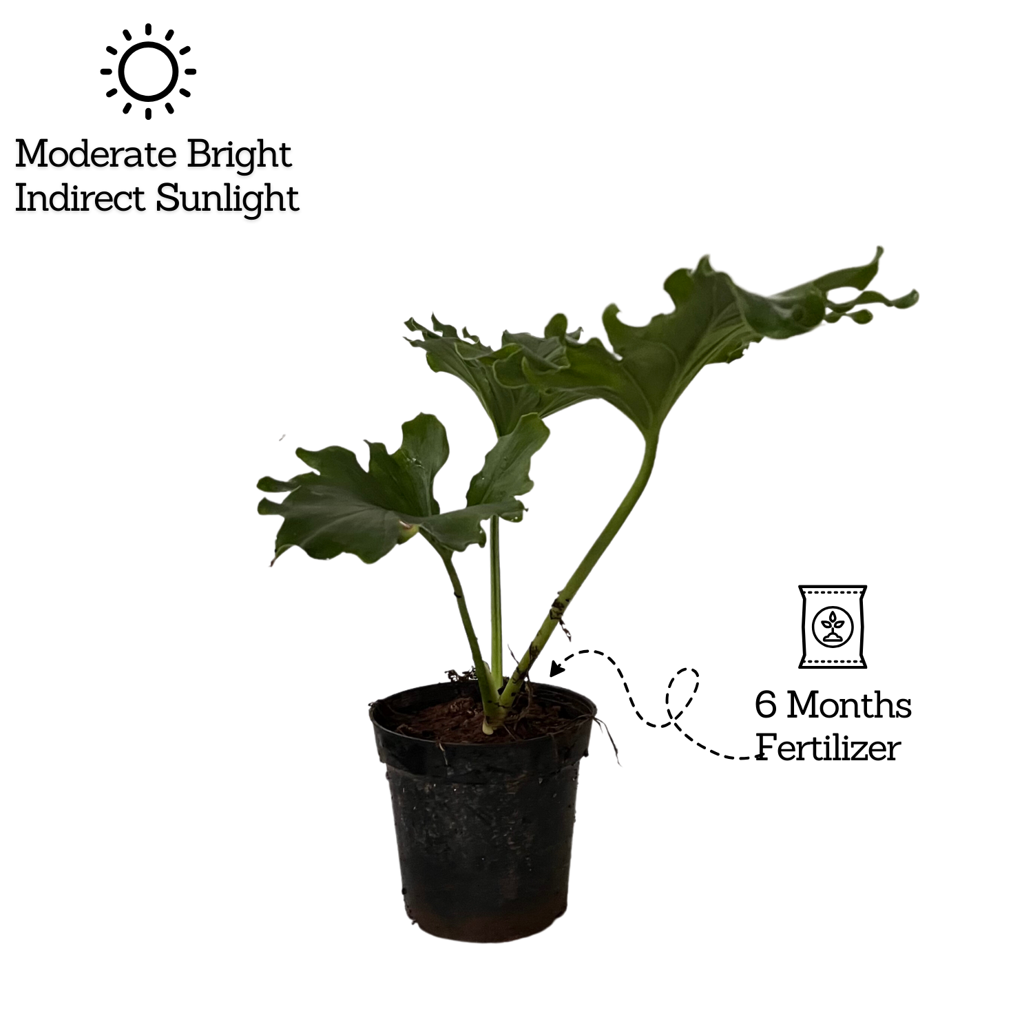 Philodendron Selloum Green - Live  Plant  (Home & Garden)