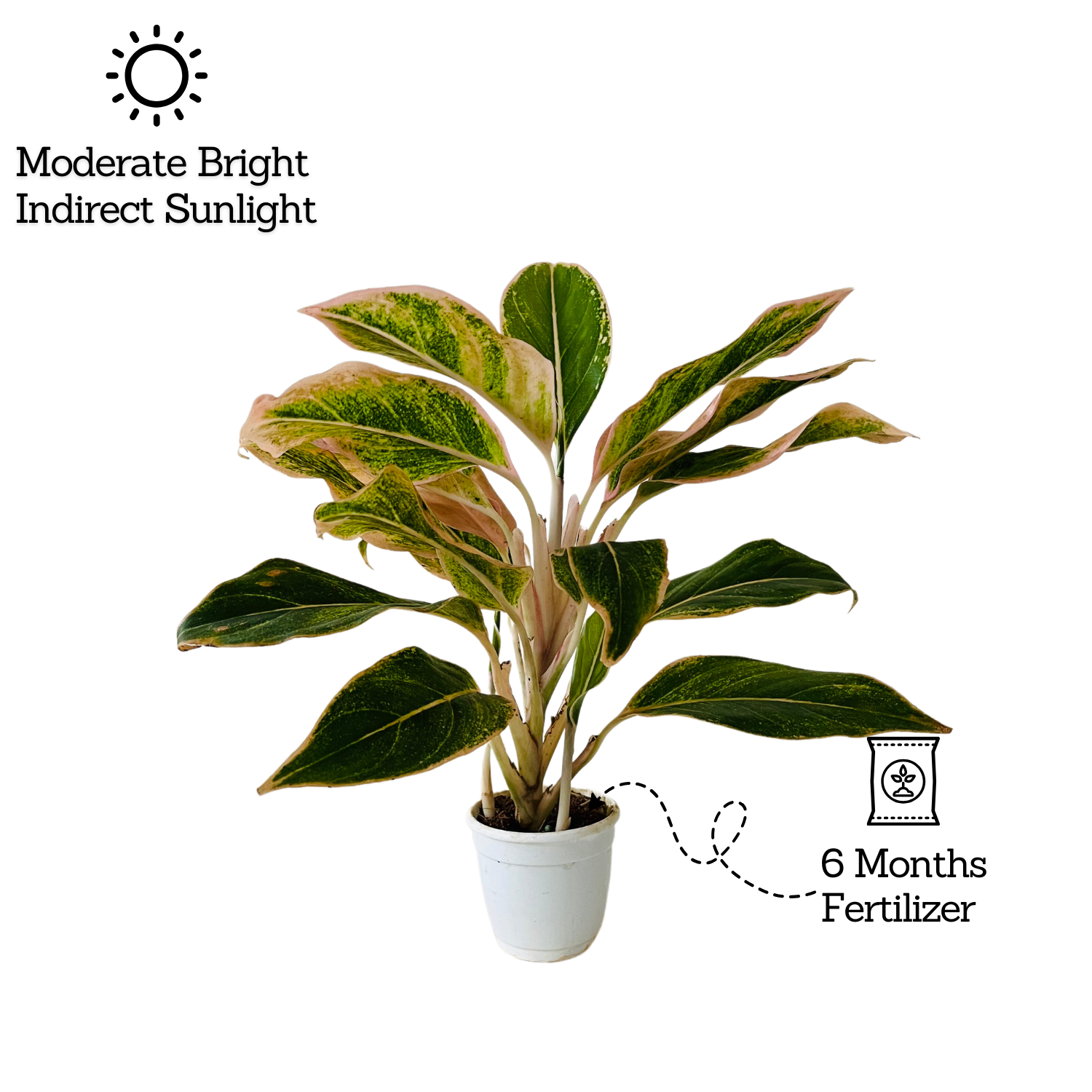 Aglaonema Pink Aurora - Live Plant in Small Pot