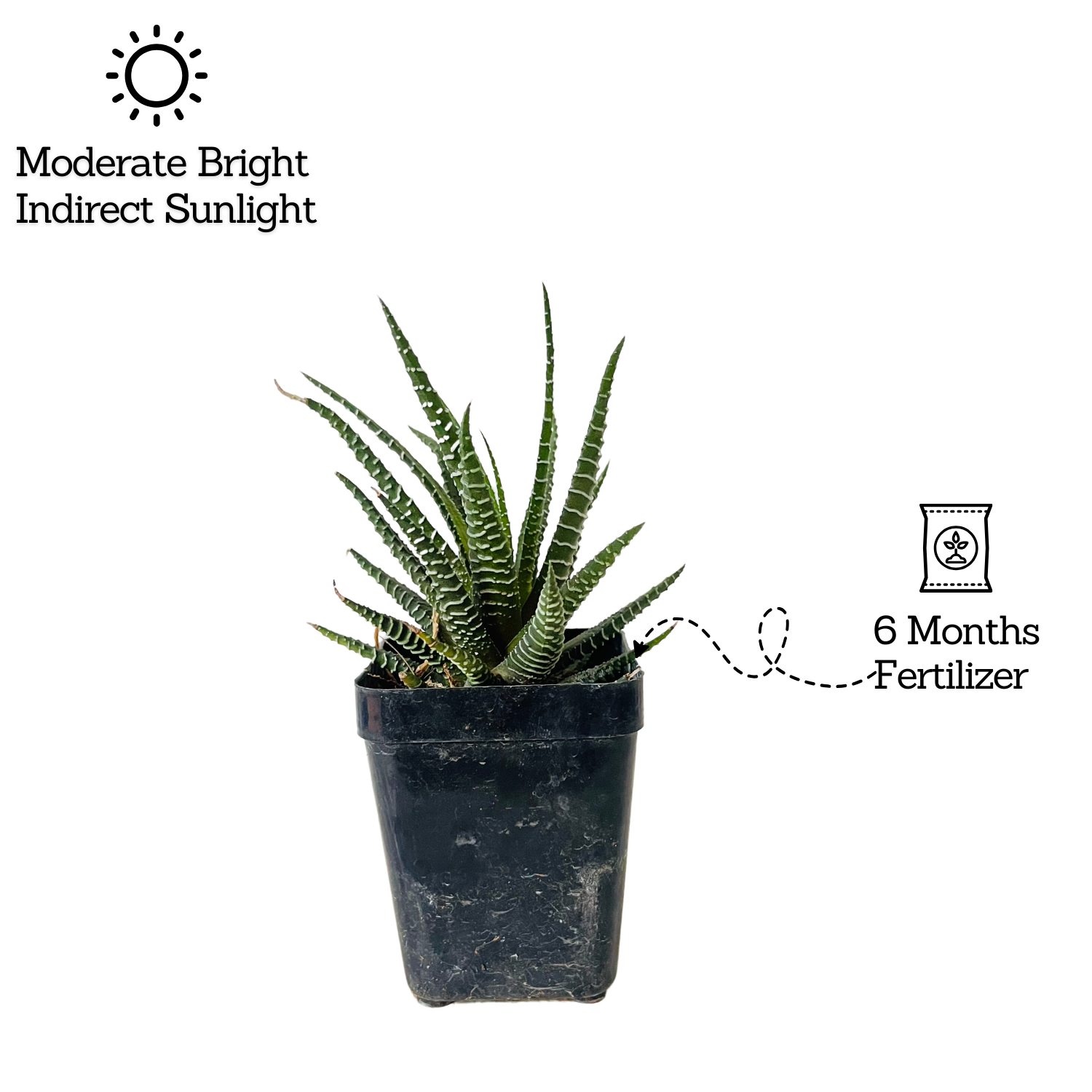 Zebra Haworthia | Haworthia Fasciata - Succulent Live Plant (Home & Garden)