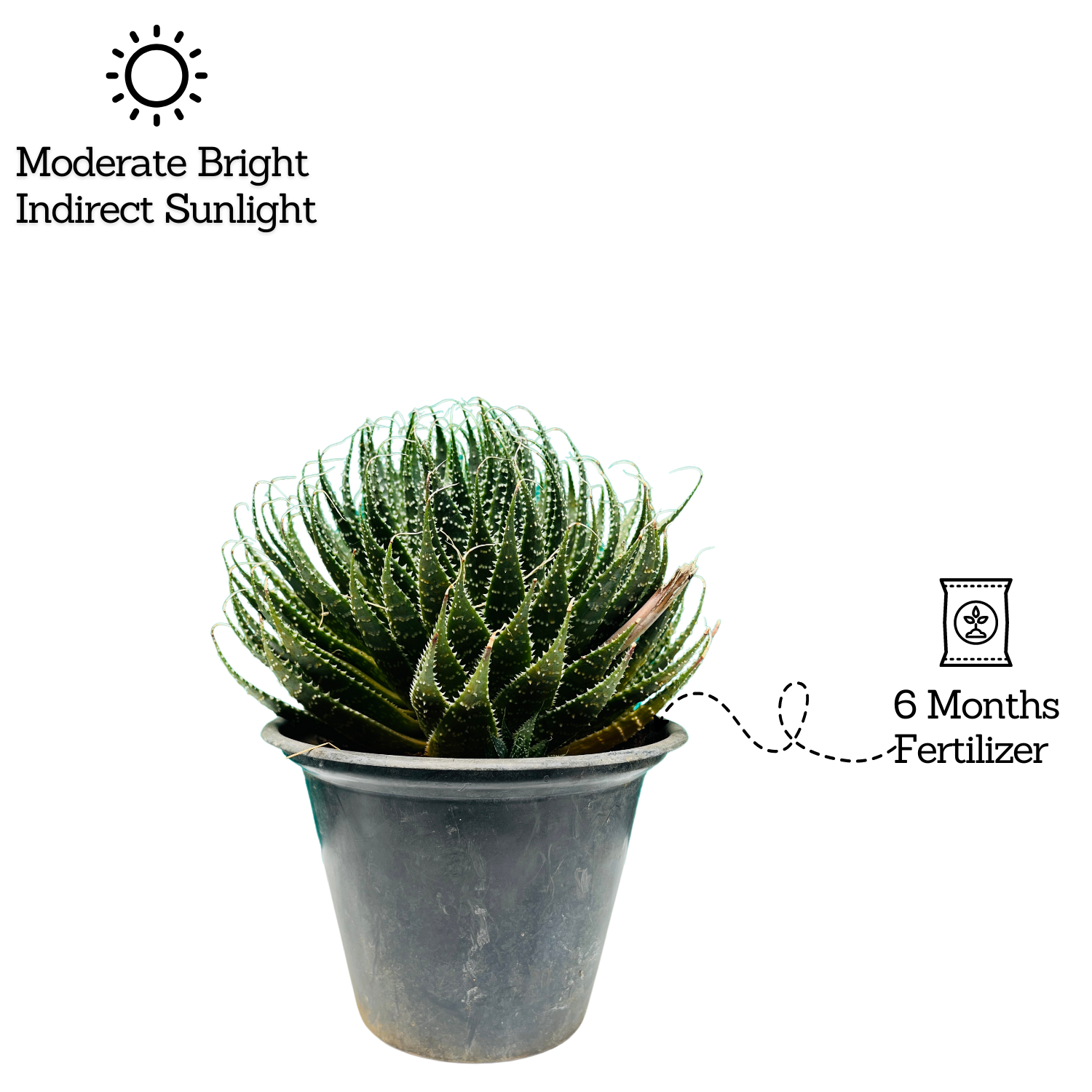 Aloe aristata - Live Plant (Home & Garden)