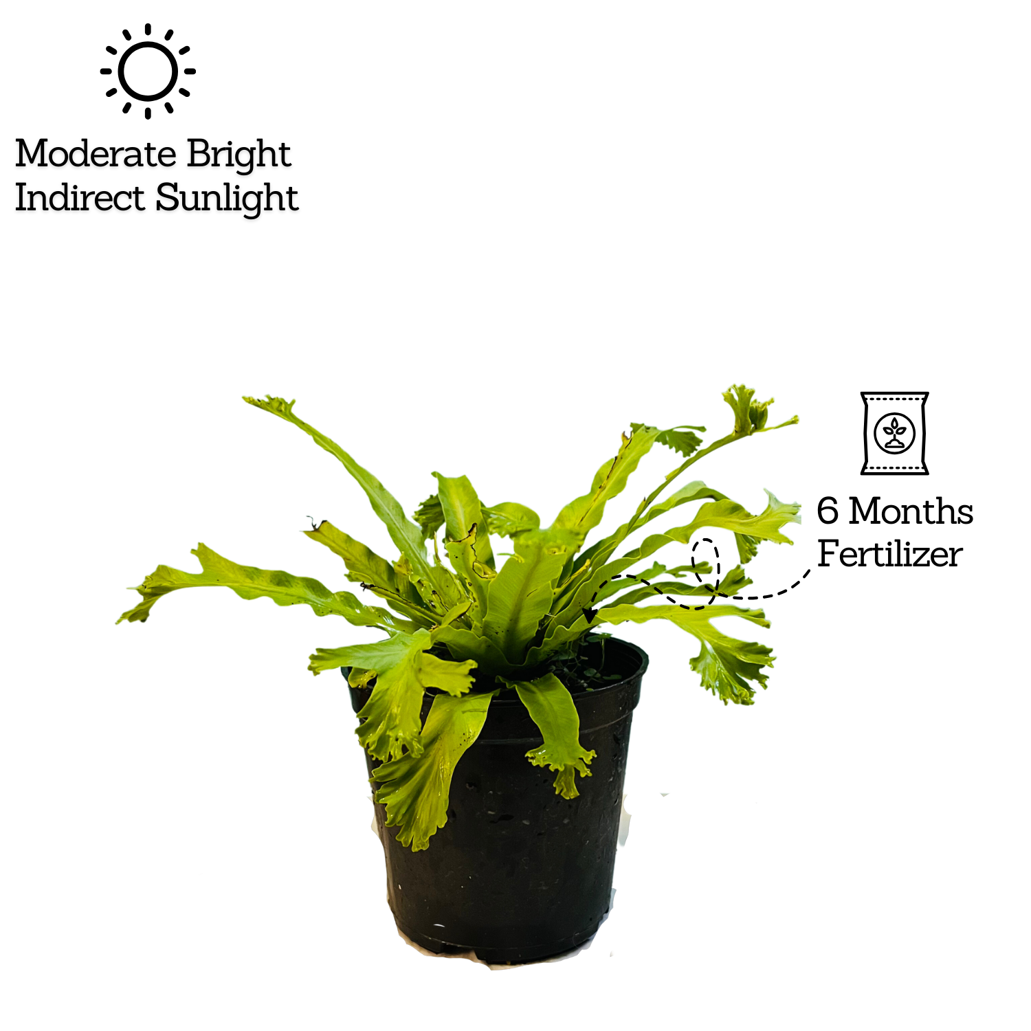Asplenium Nidus Crissie Fern- Live Plant In 5 Inch Pot (Home & Garden)