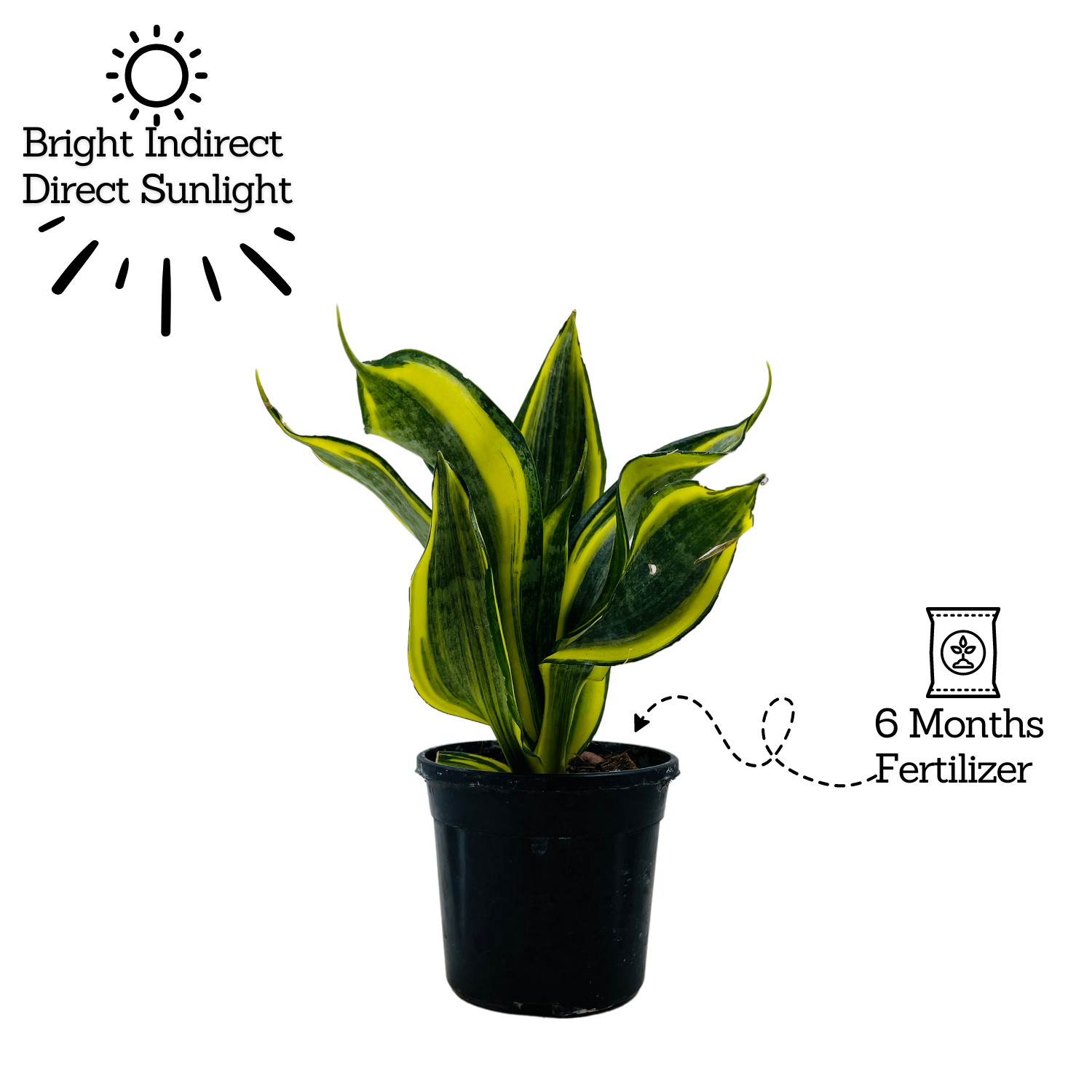 Sansevieria Crooked / Snake Plant (Dracaena trifasciata)- Live Plant in 4inch pot  (Home & Garden)