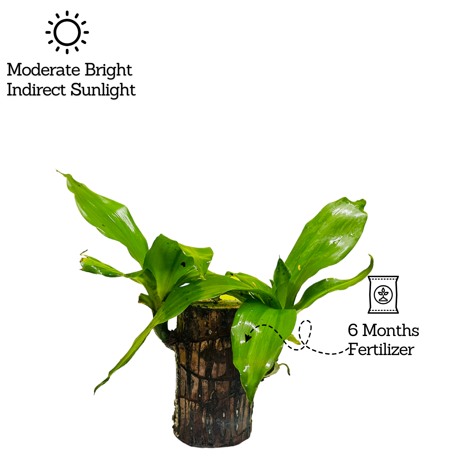 Dracaena Warnecki / Brazilian Lucky Wood Rooted Plant Stem - Live Plant (Home & Garden)