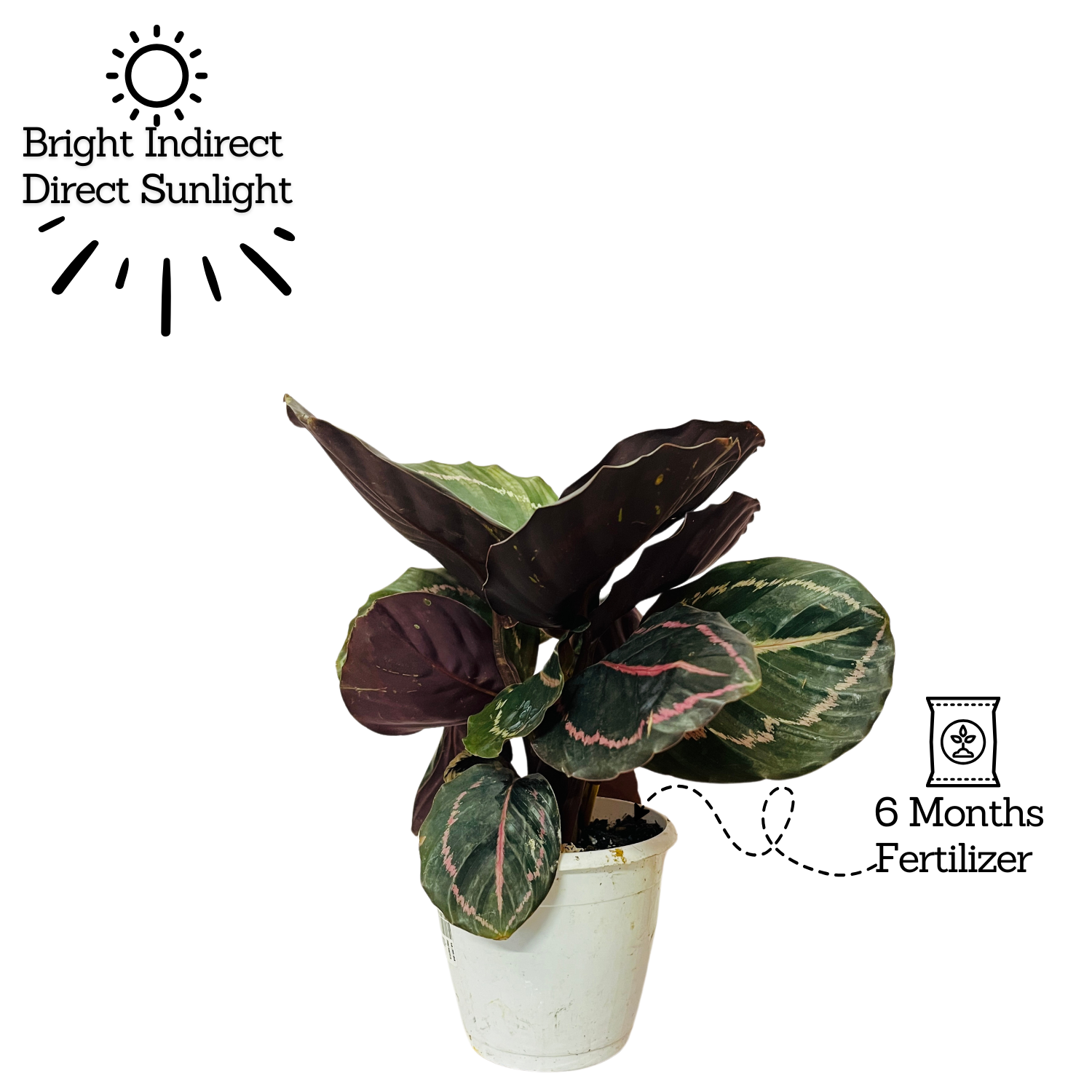 Calathea Renwine - Live Plant (Home & Garden)