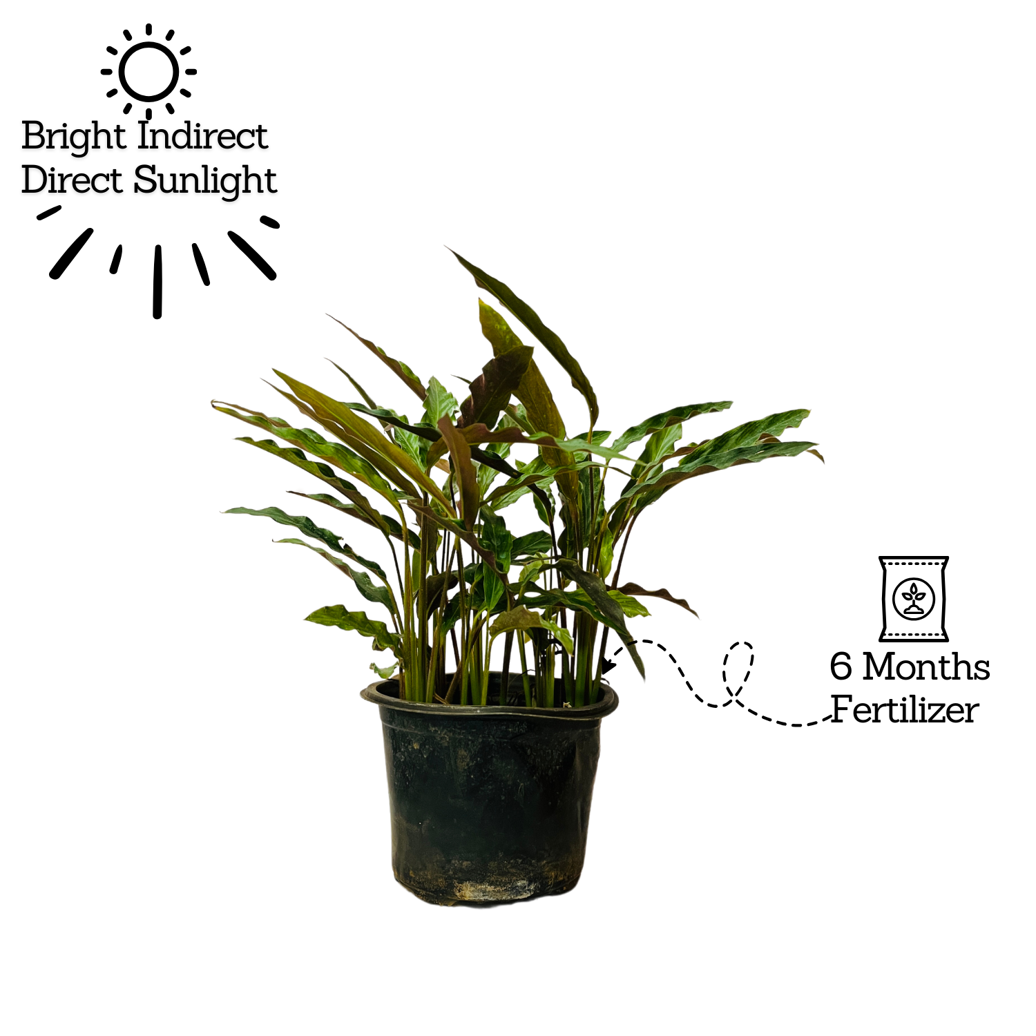 Calathea Rufibarba- Live Plant (Home & Garden)