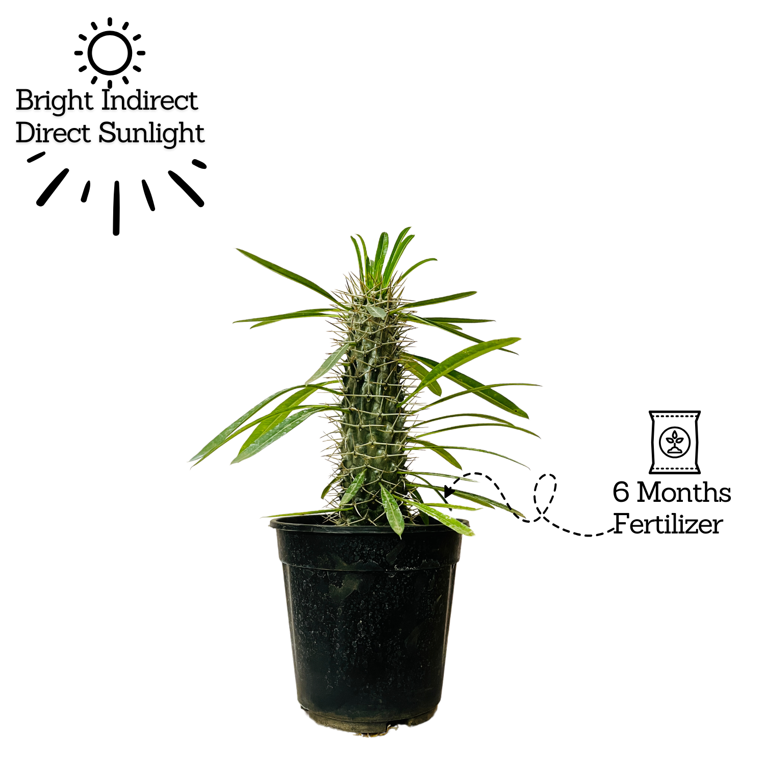 Madagascar Palm Miniature- Live Plant in 6inch Pot (Home & Garden)