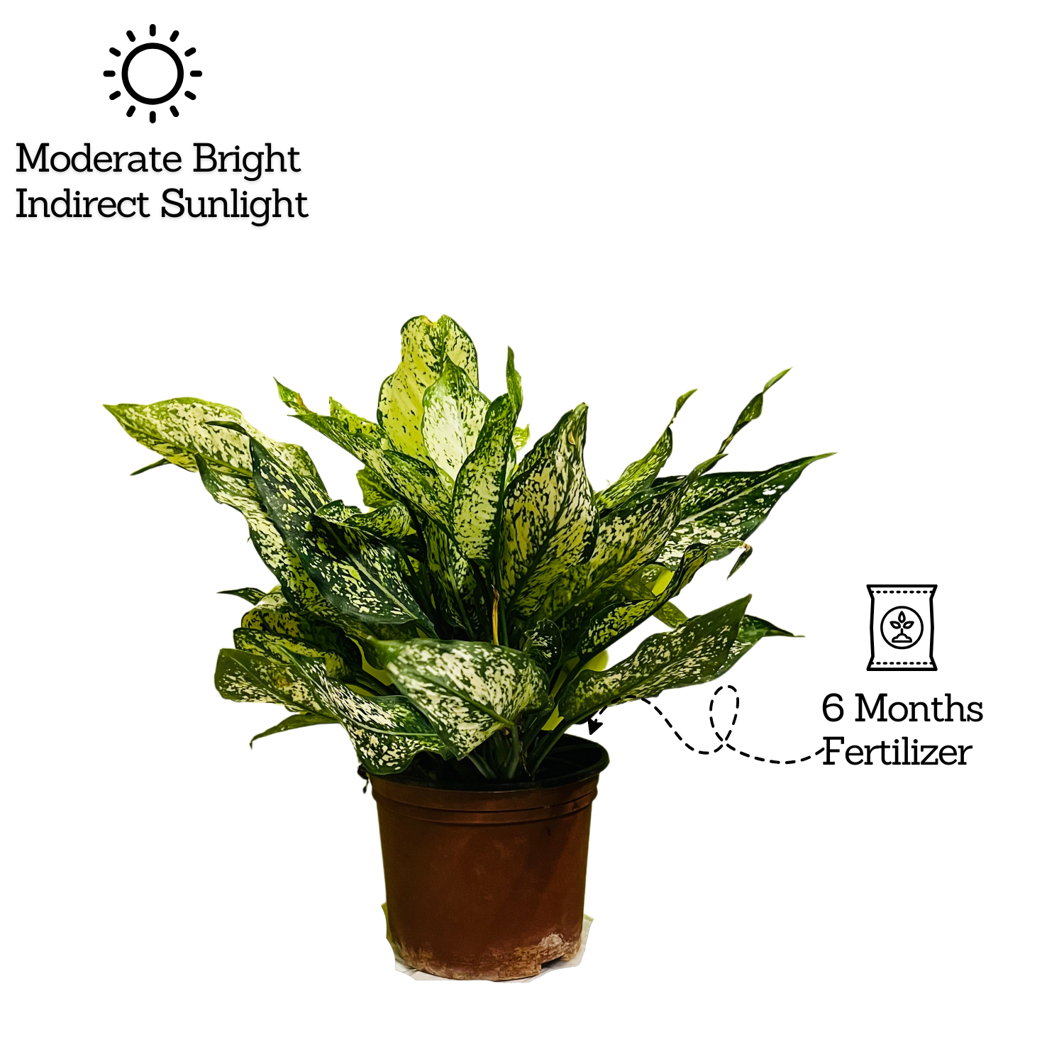 Aglaonema Snow White (Big) (Aglaonema Costatum) - Live Plant  (Home & Garden)