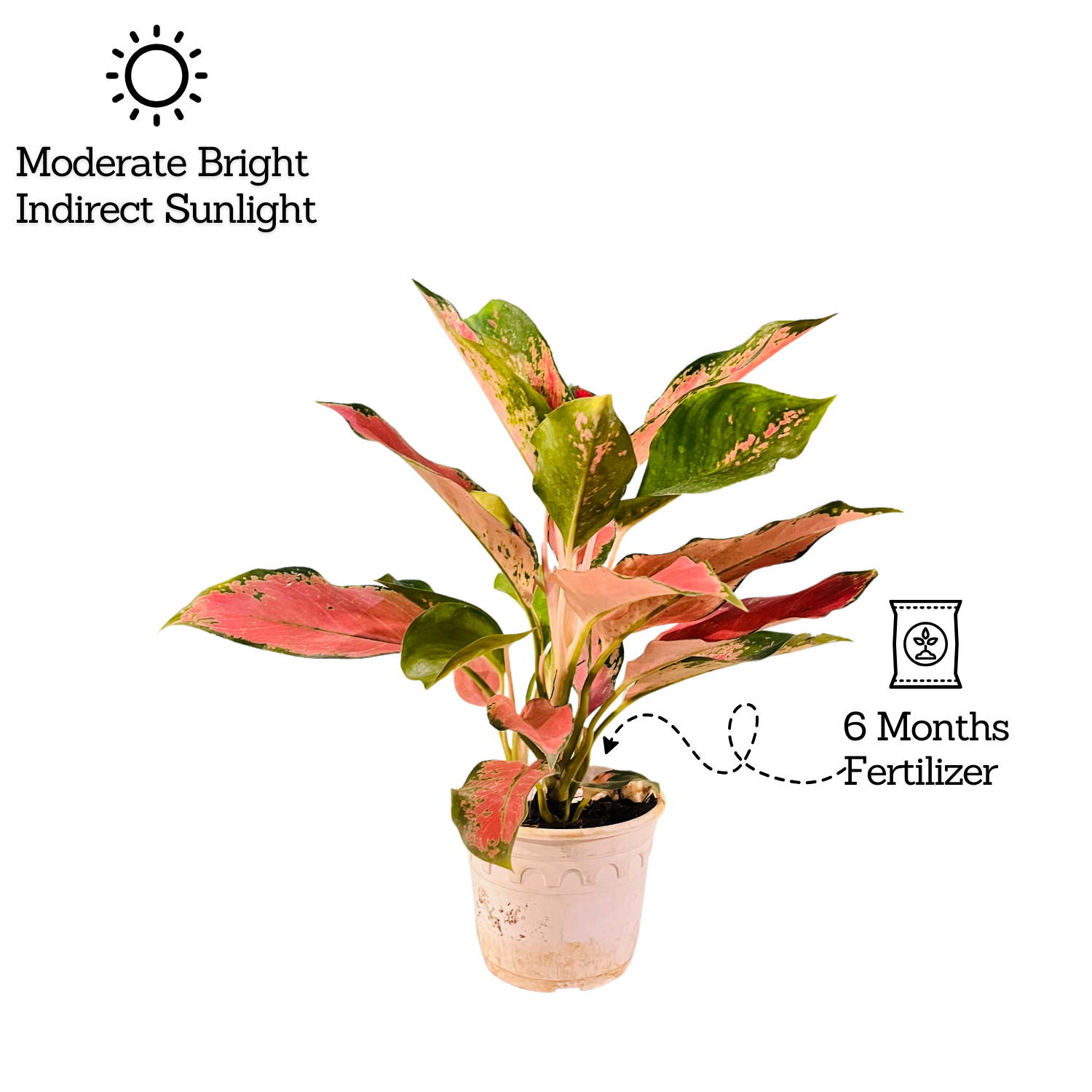 Aglaonema Thailand Red- Live Plant In Pot (Home & Garden)