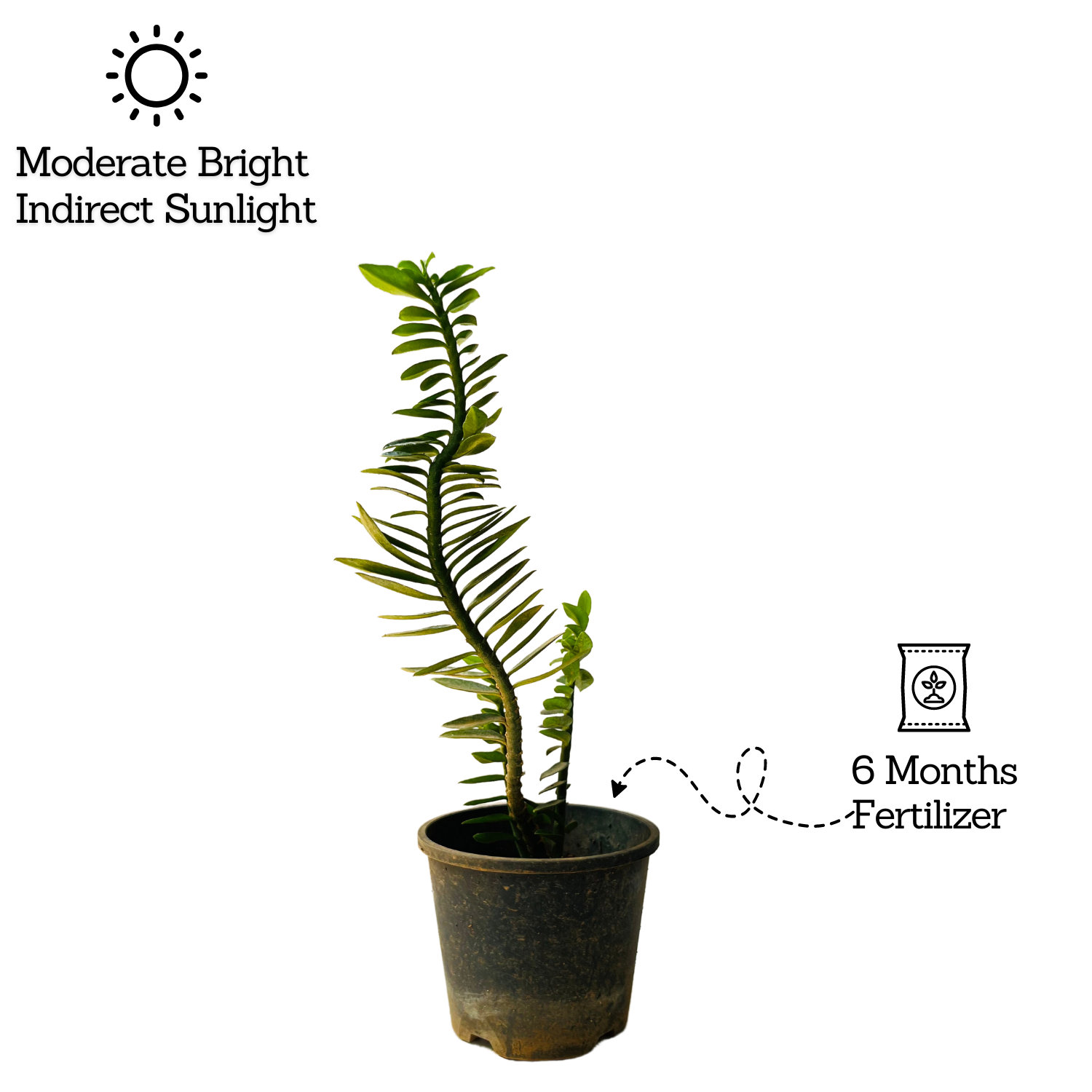 Pedilanthus Nana / Zig-Zag / Devils Backbone (Tithymaloides Nana) - Live Plant (Home & Garden)