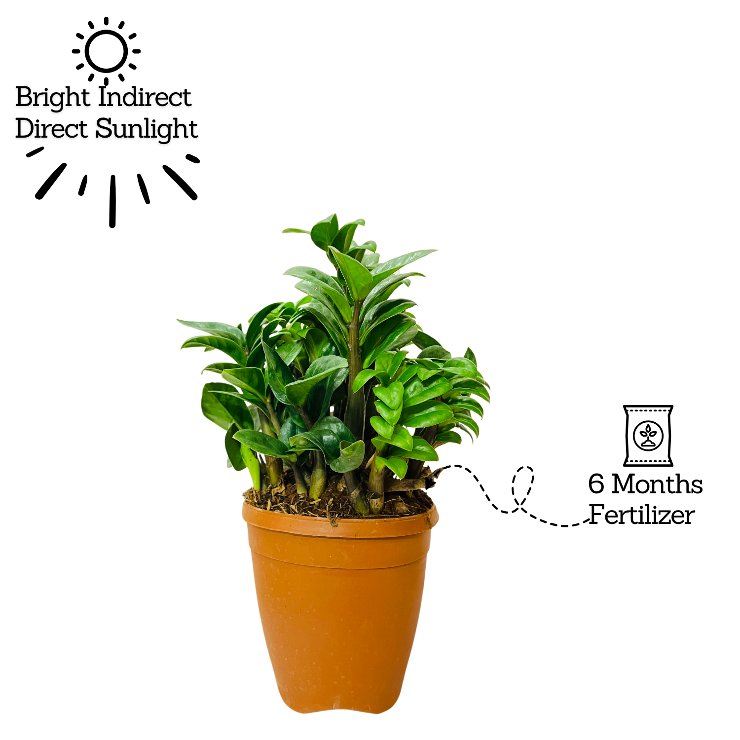 Zamioculcas zamiifolia ƒ??Zenziƒ?? / ZZ Miniature /Dwarf ZZ Plant- Live Plant in 6inch Pot (Home & Garden)