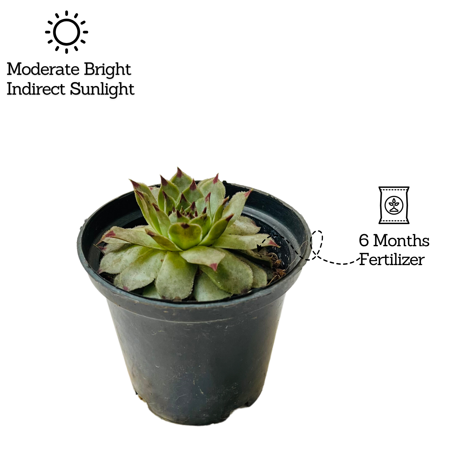 Red Tip Laxmi Kamal  (Lakshmi Kamal) -  Sempervivum Live Plant