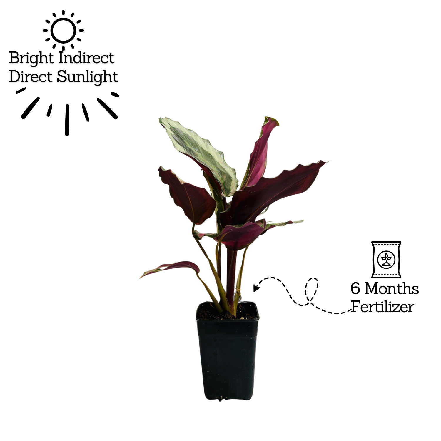Calathea Roseopicta ƒ??Marionƒ?? - Live Plant (Home & Garden)