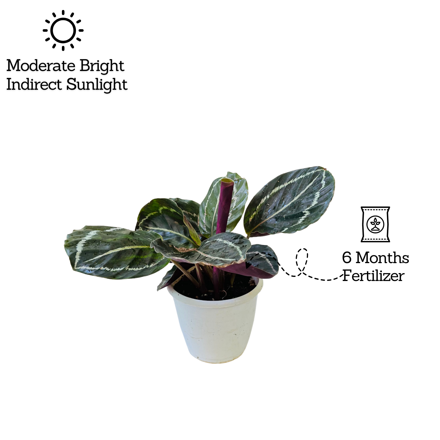 Calathea Roseopicta ƒ??Medallionƒ?? - Live Plant (Home & Garden)