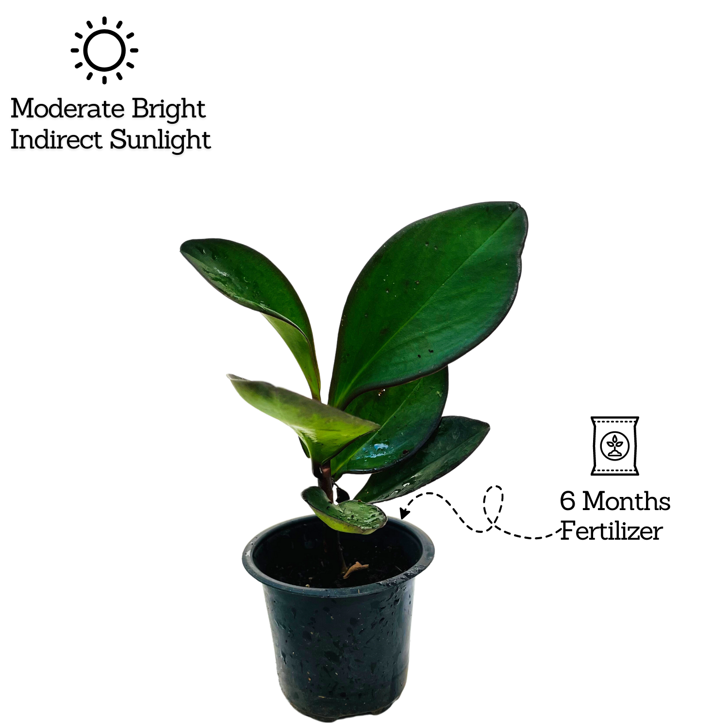 Peperomia Black / Black Knight (Peperomia obtusifolia) - Live Plant For Indoor (Home & Garden)