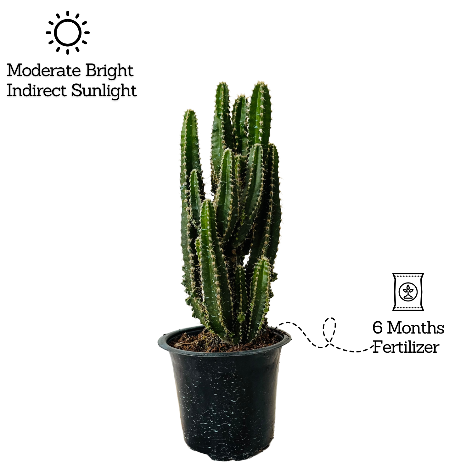 Cereus Fairy Castle Cactus Live Plant