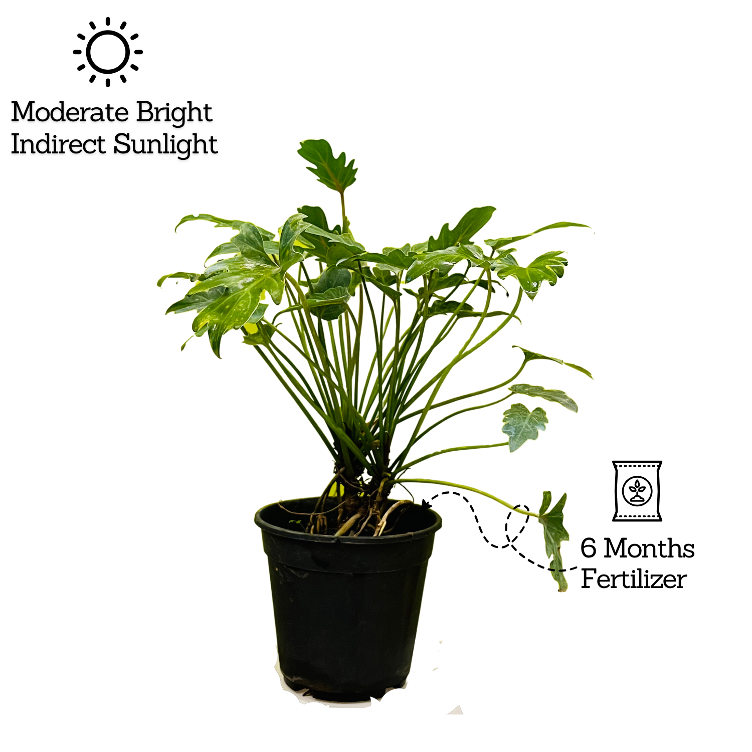 Philodendron Xanadu Green (Thaumatophyllum xanadu)- Live Plant (Home & Garden)