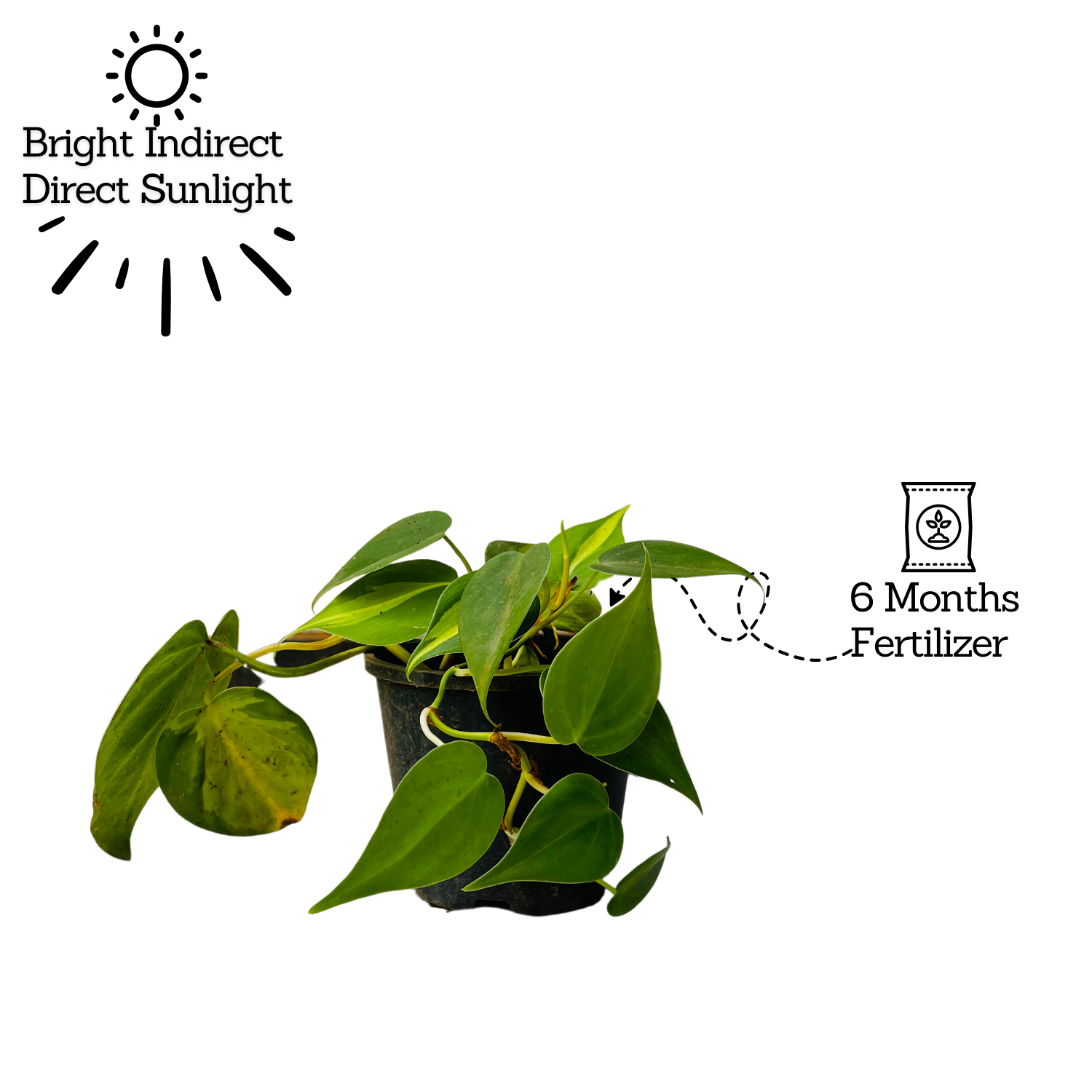 Philodendron Oxycardium Brasil With 4 Inch Pot (Home & Garden)