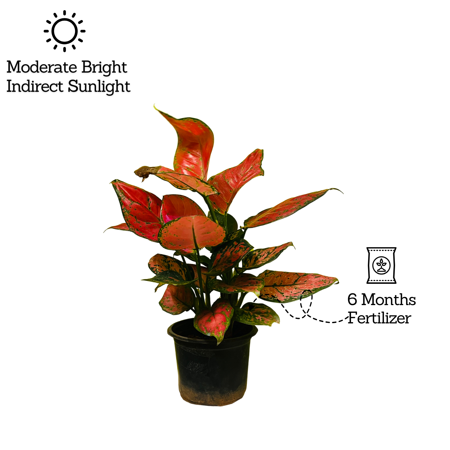 Aglaonema Maroon Beauty (Aglaonema Costatum) - Live Plant  (Home & Garden)
