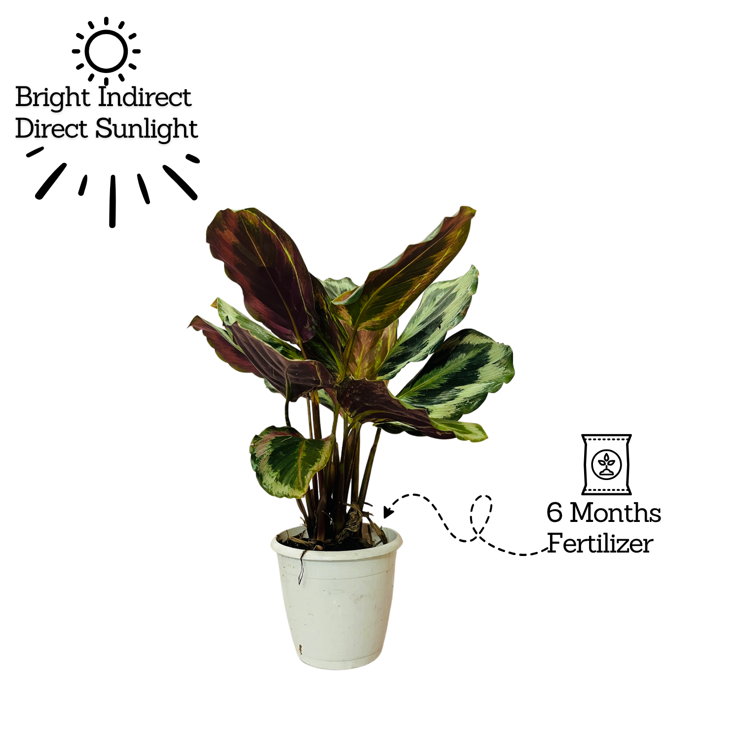 Calathea Illustris - Live Plant (Home & Garden)
