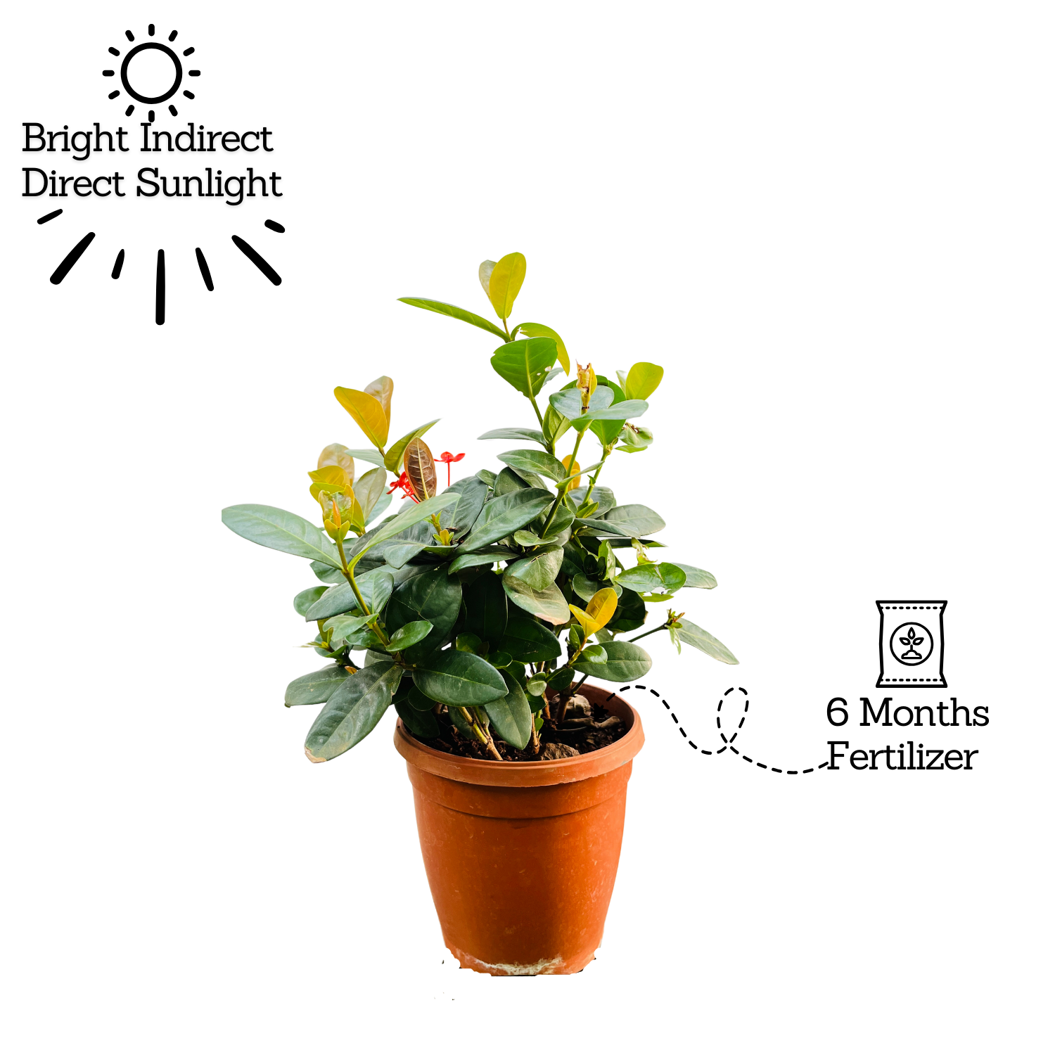 Red Ixora Miniature / Chethi (Ixora coccinea) Flowering/Ornamental Live Plant (Home & Garden)