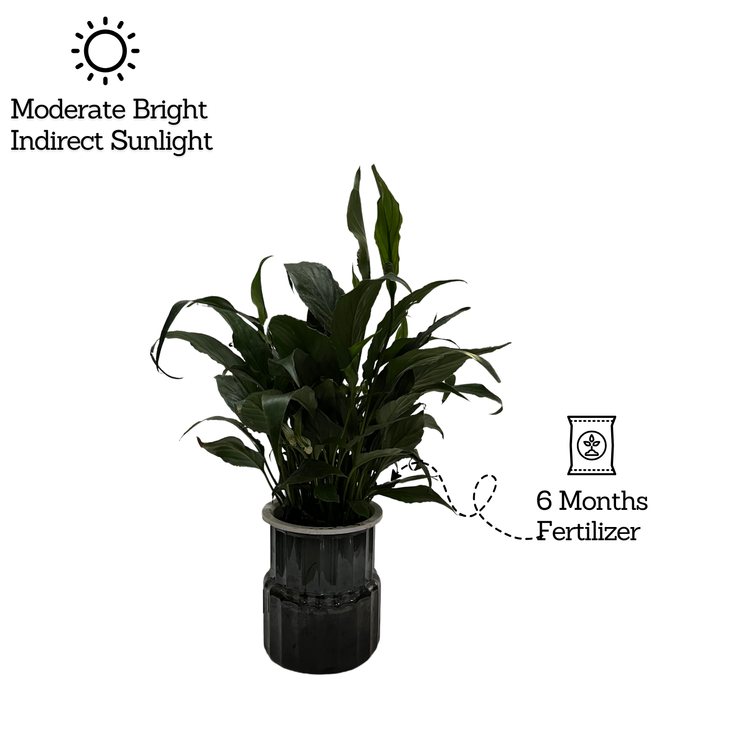 Peace Lily (Small Leaf) in Selfwatering Pot (Spathiphyllum) Flowering/Ornamental Live Plan (Home & Garden)