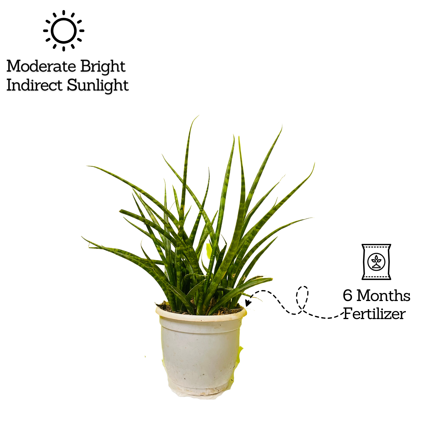 Mikado  (Sansevieria bacularis) - Live Snake Plant For Indoor (Home & Garden)