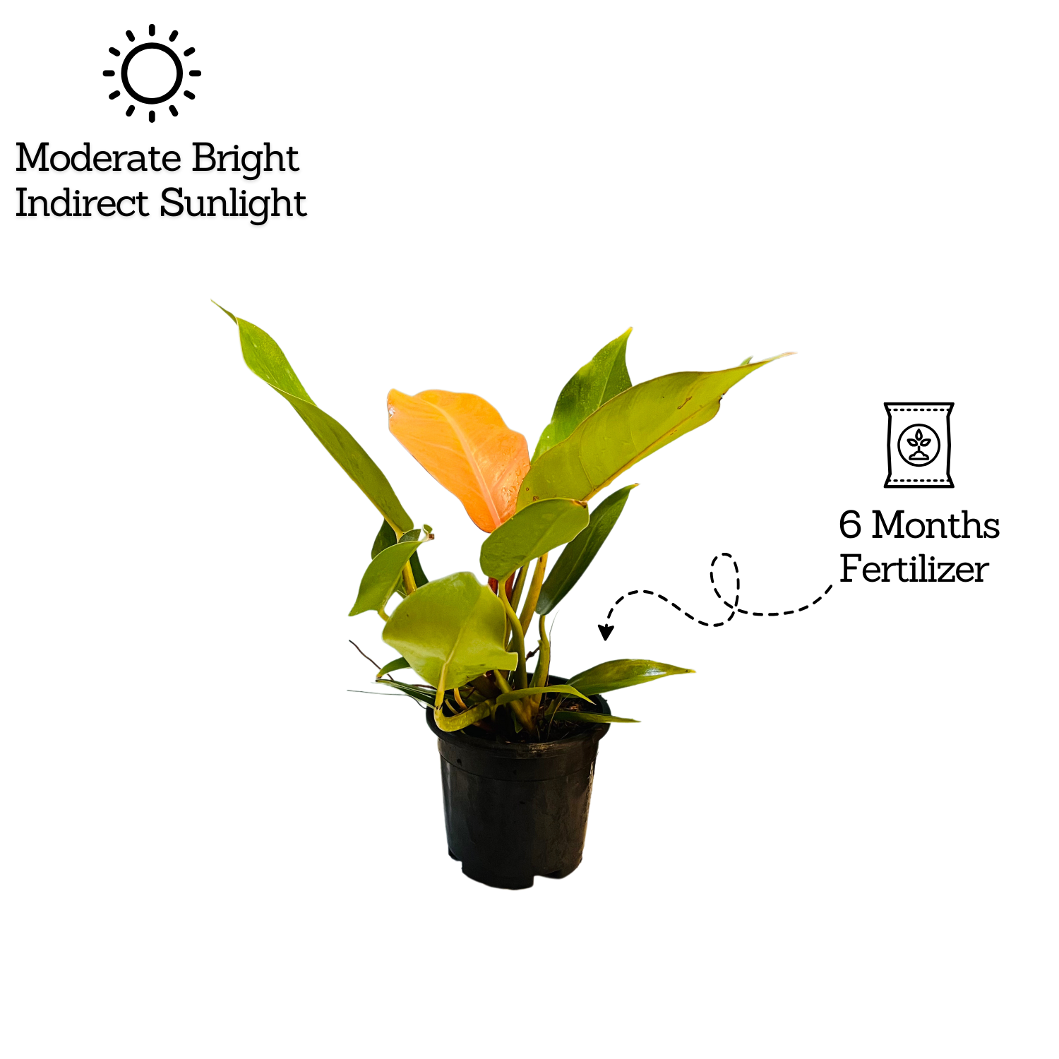 Philodendron "Prince Of Orange" - Live Plant in 5Inch Pot (Home & Graden)
