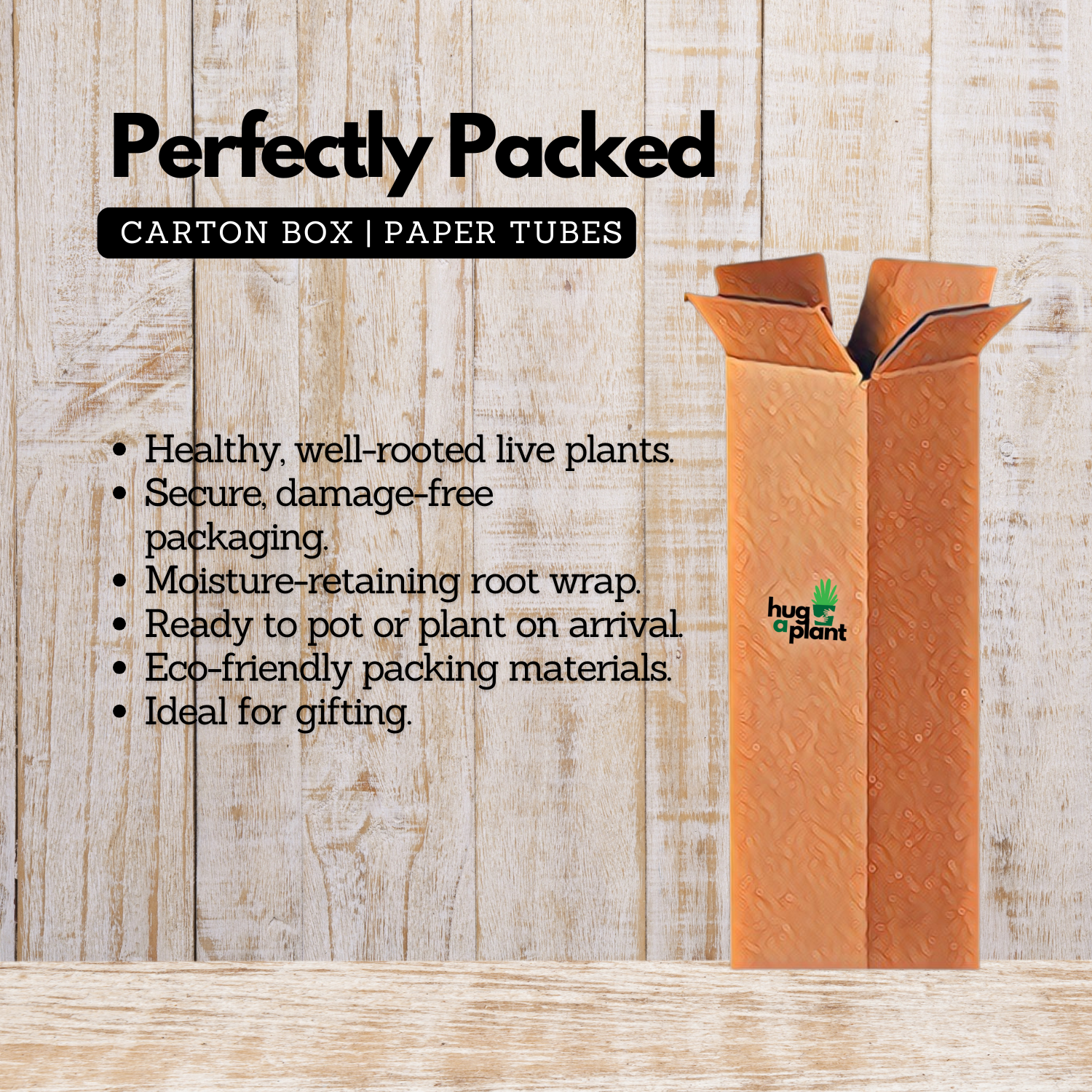 Congea Pink (Wynorg Congea) - Pink Petrea Vine Creeper Flowering/Ornamental Live Plant (Home & Garden)