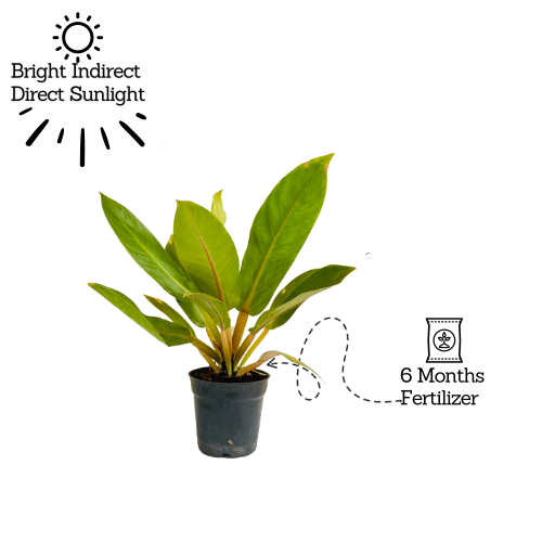 Philodendron Golden Melinonii - Live Plant (Home & Garden)