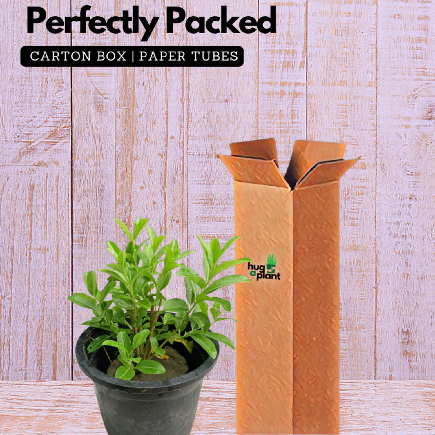 Din Ka Raja Plant - Cestrum Diurnum, Day Blooming Jasmine Live Plant (Home & Garden)