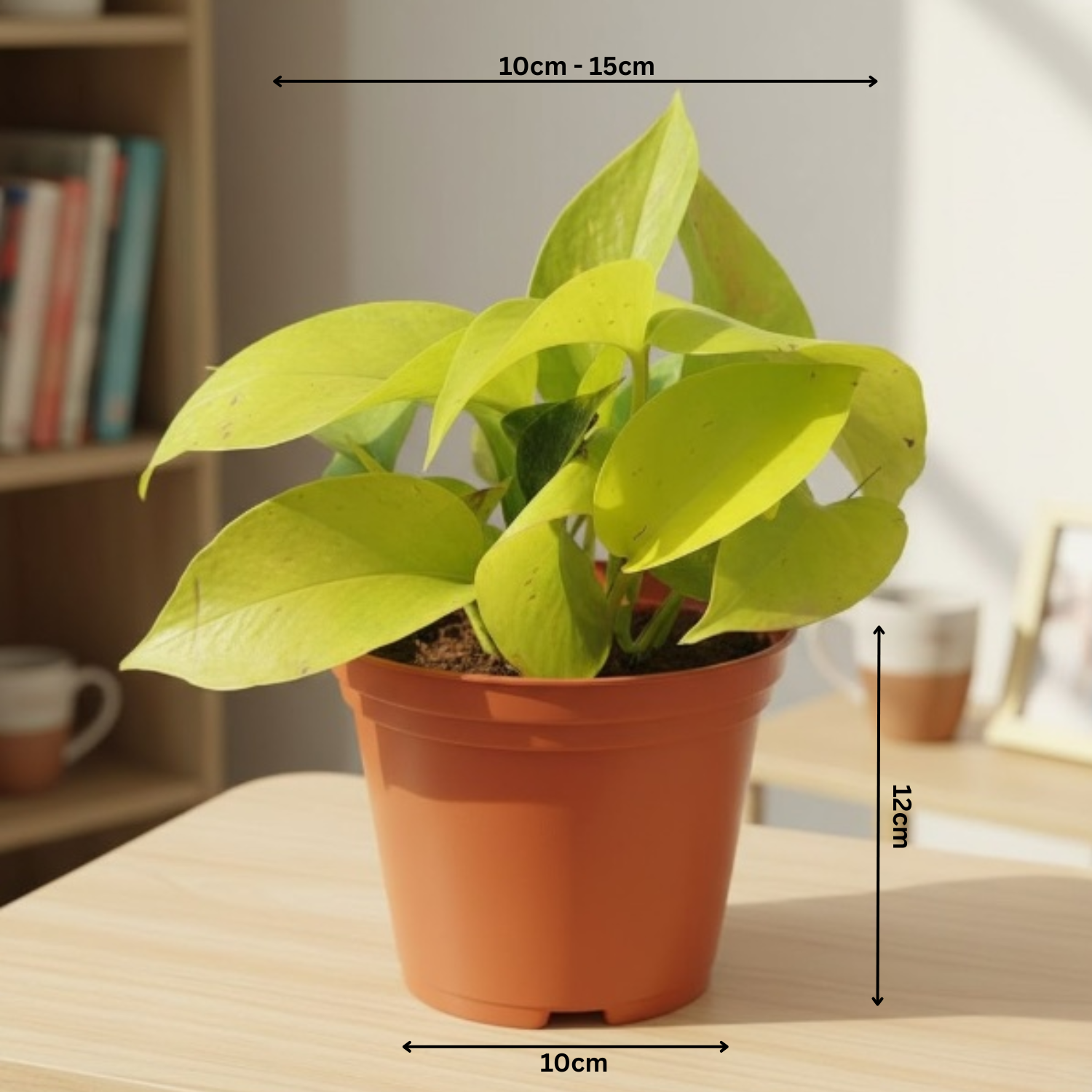 Golden Money Plant in 4 Inch Gower Pot (Epipremnum aureum) | Indoor Air Purifying Ornamental Live Plant | Easy to Grow | Ideal for Home, Office & Gifting