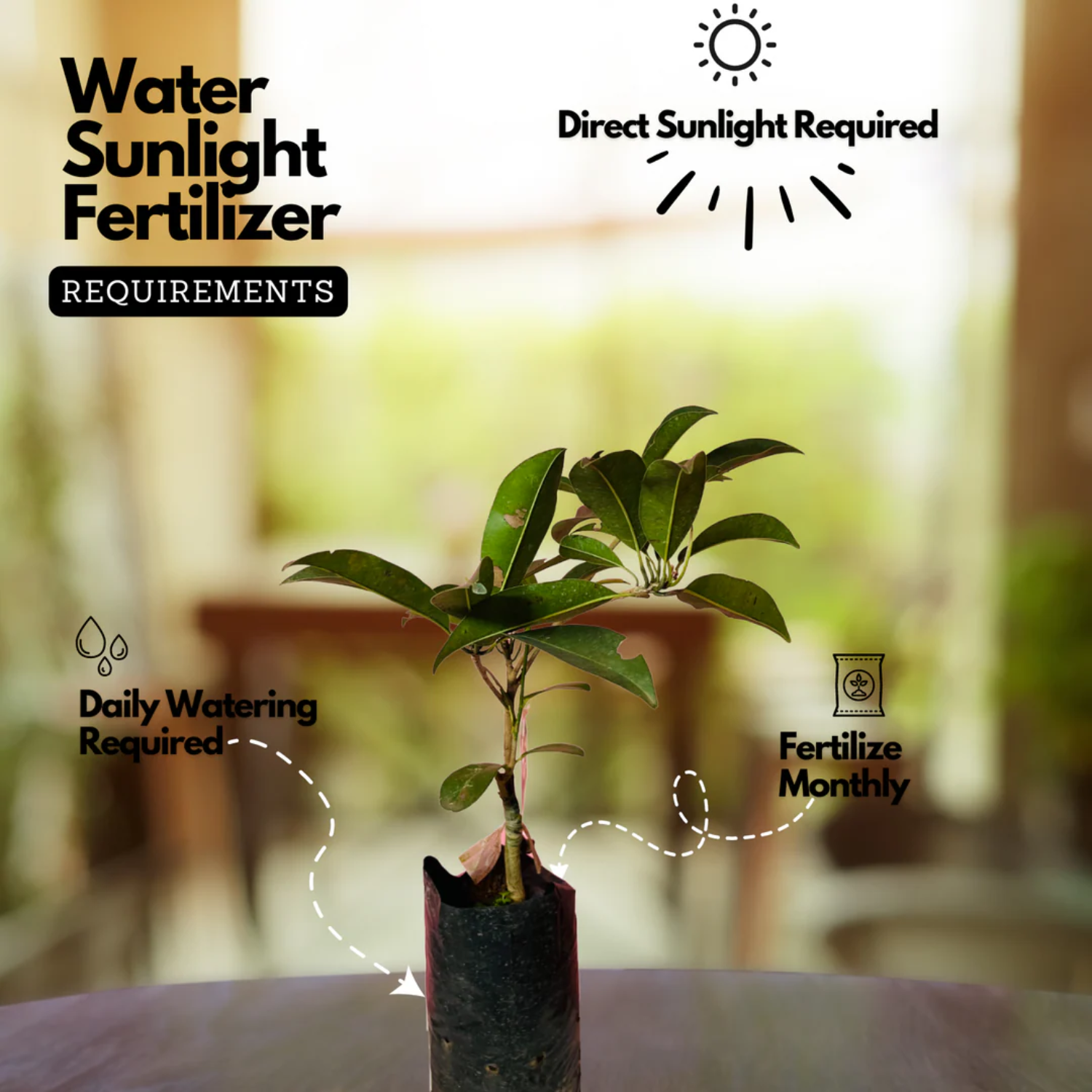 Cricket Ball Chiku( Sapodilla ) Grafted Fruit Live Plant (Home & Garden)