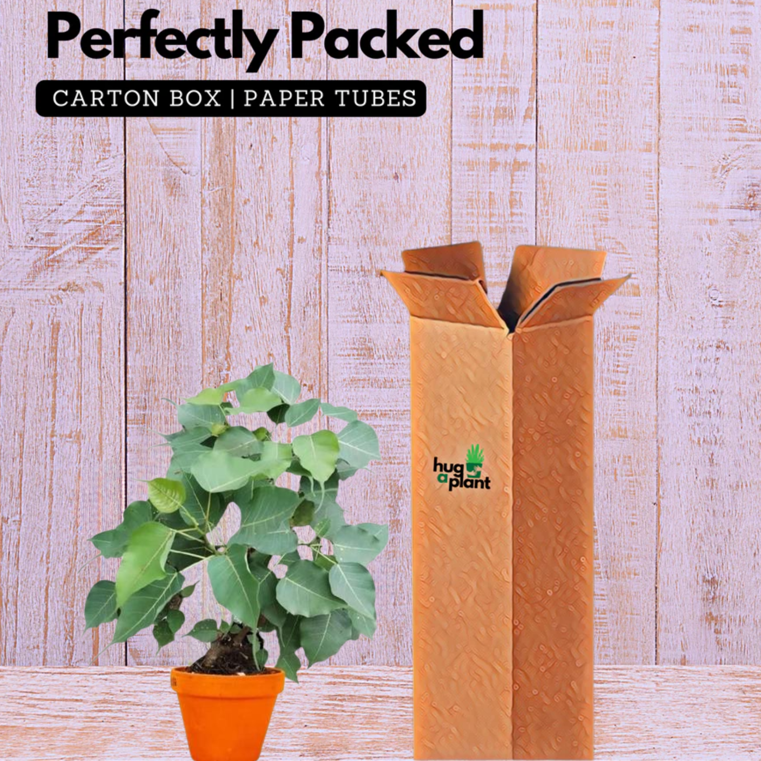 Peepal Tree(Ficus Religiosa)Live Plant (Home & Garden)