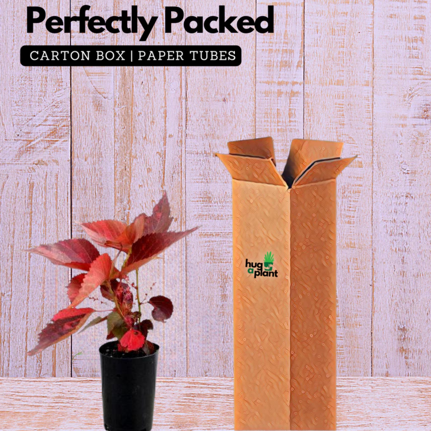 Acalypha Red Plant (Home & Garden)