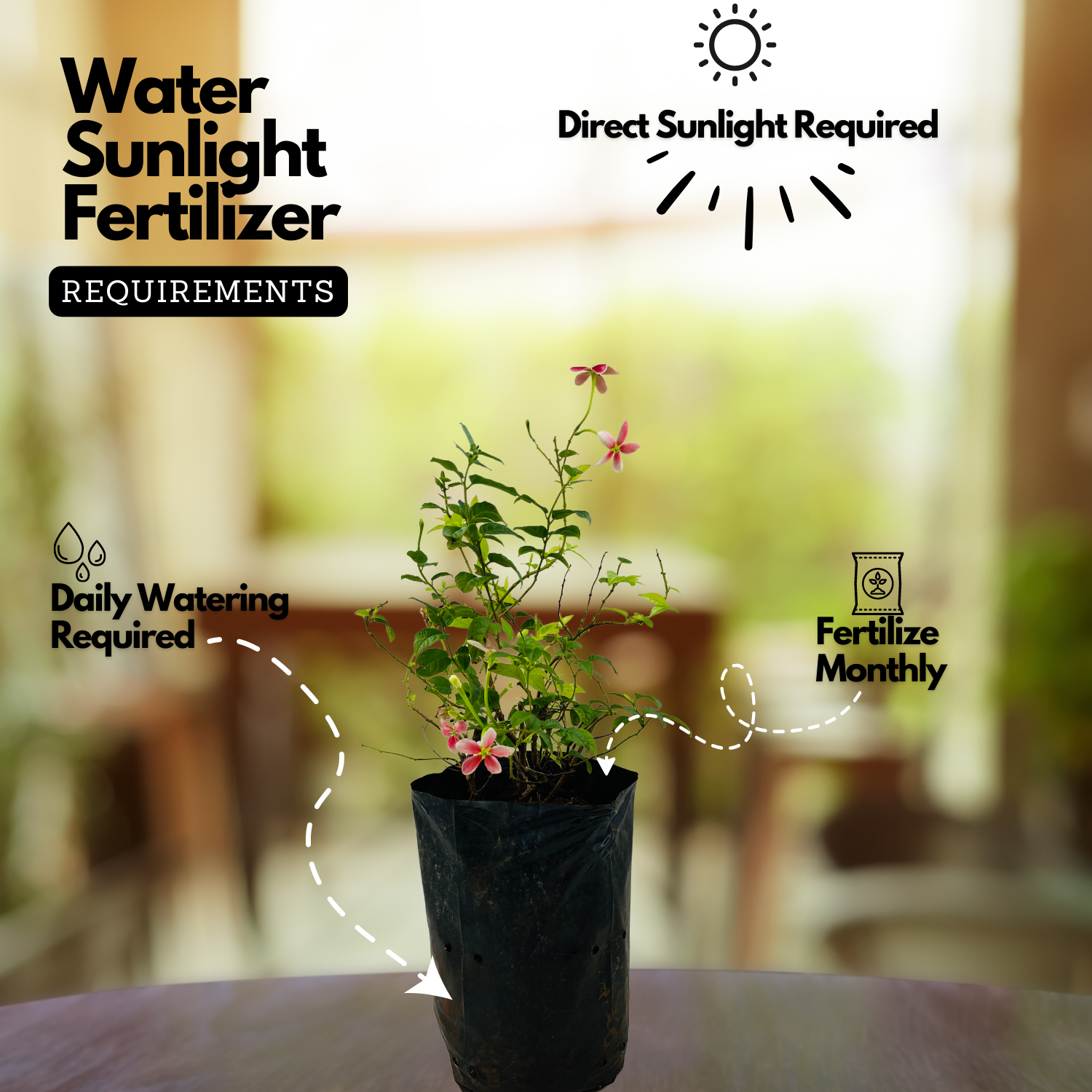 Madhumalati / Rangoon Creeper (Dwarf) (combretum indicum)- Flowering/Ornamental/Live Plant (Home & Garden)