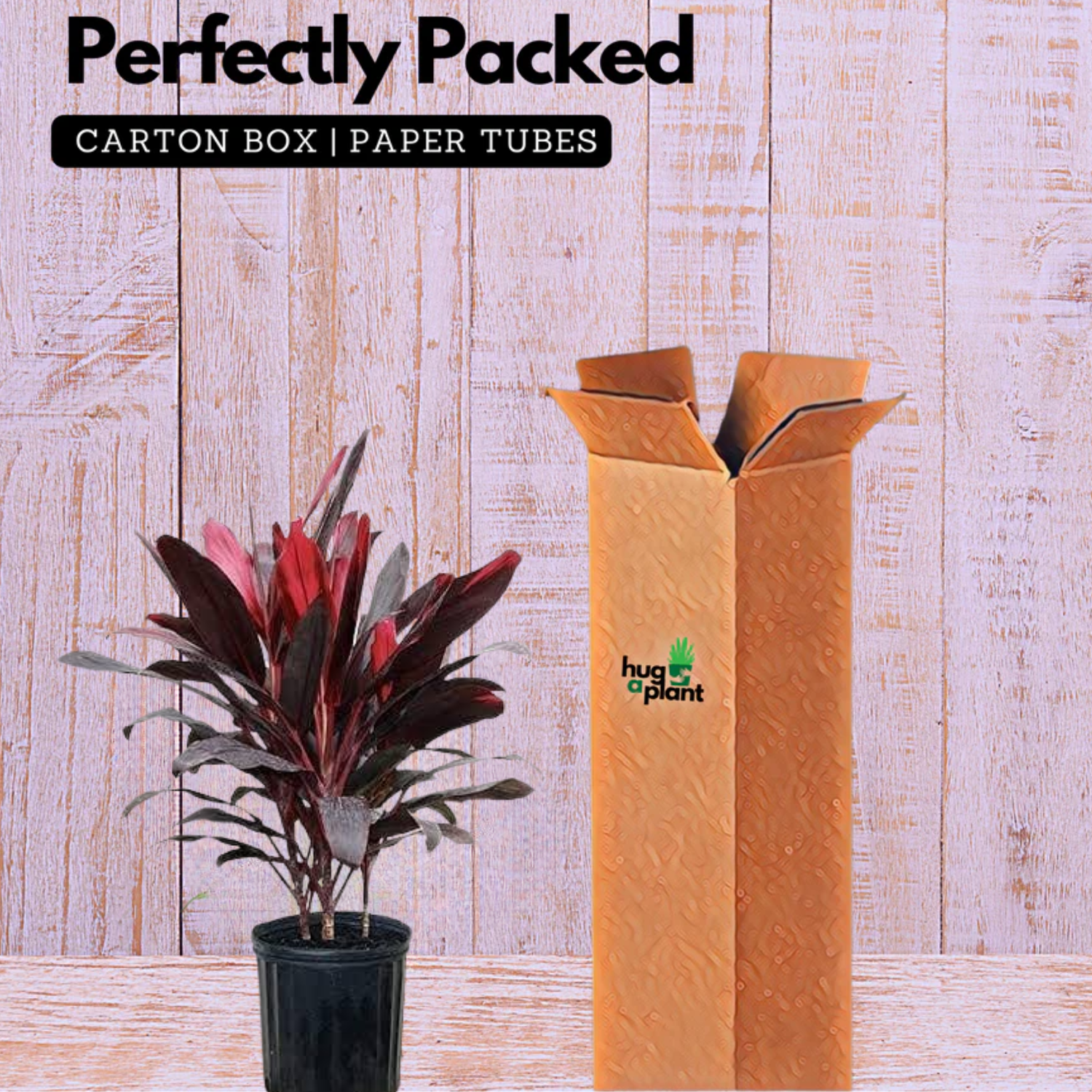 Dracaena Mahatma Plant - Cordyline Terminalis, Dracaena Baby DollLive Plant (Home & Garden)