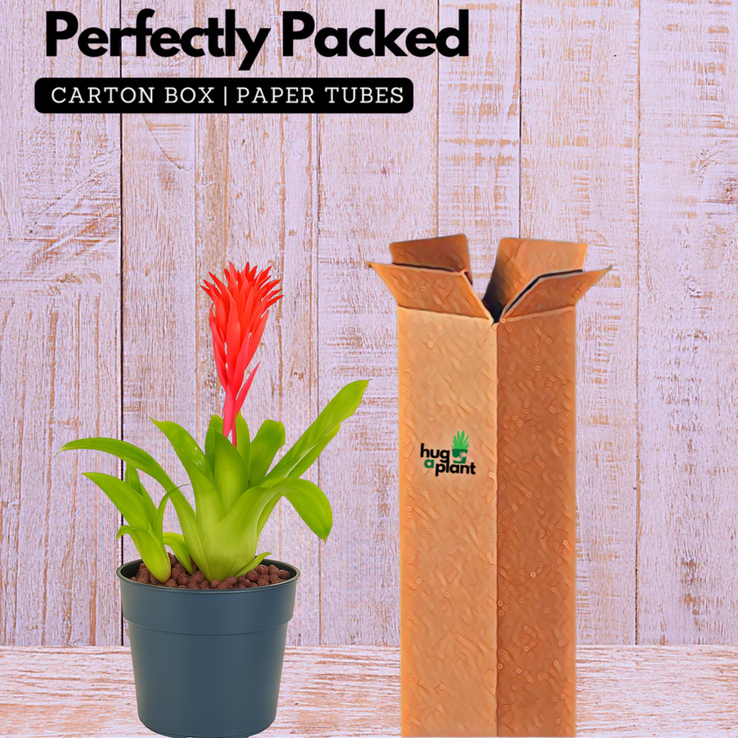 Bromeliads plant(Bromelioideae)Live Plant (Home & Garden)