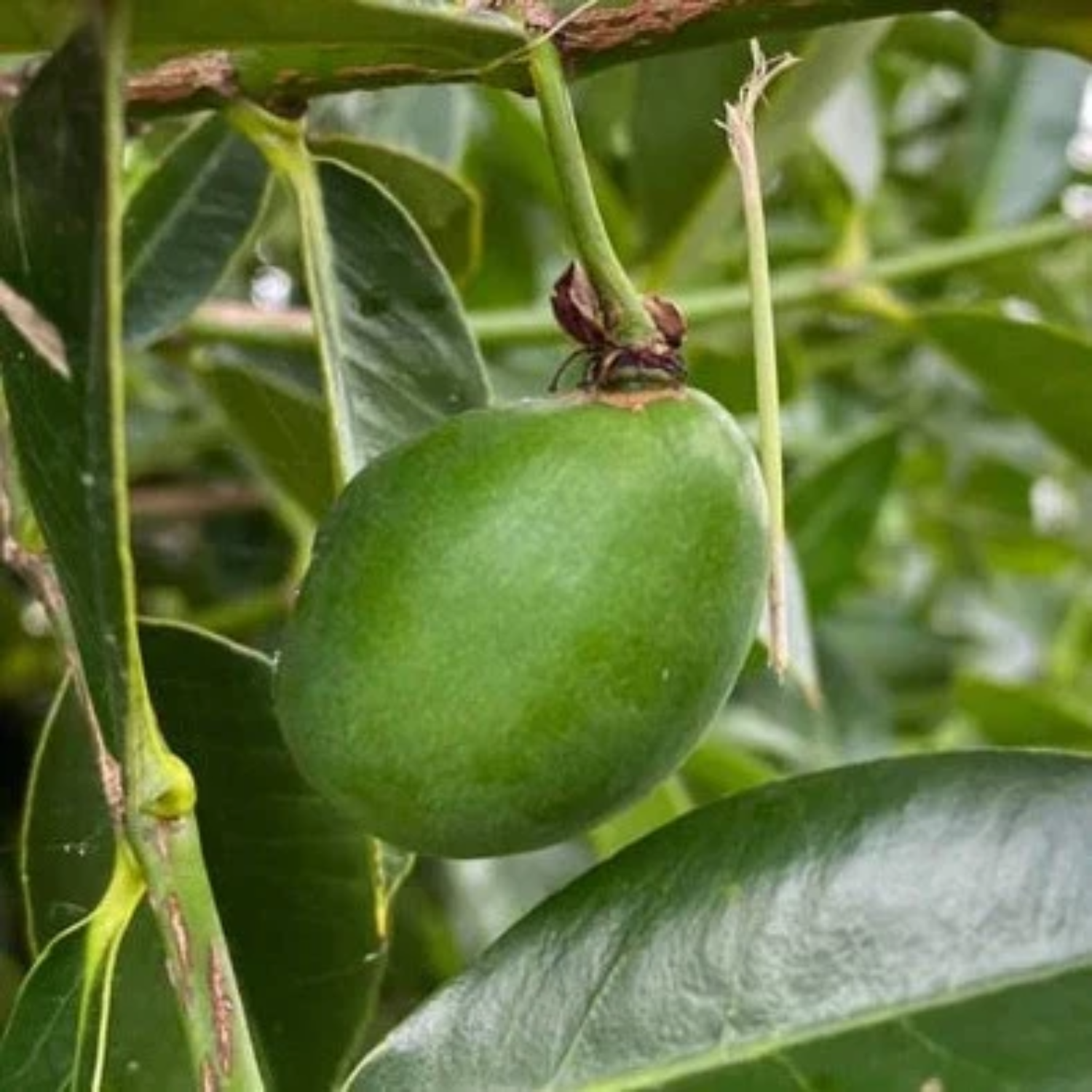 Cuban Mangosteen Fruit (Garcinia Aristata) Seedling Fruit Plant (Home & Garden Plants)