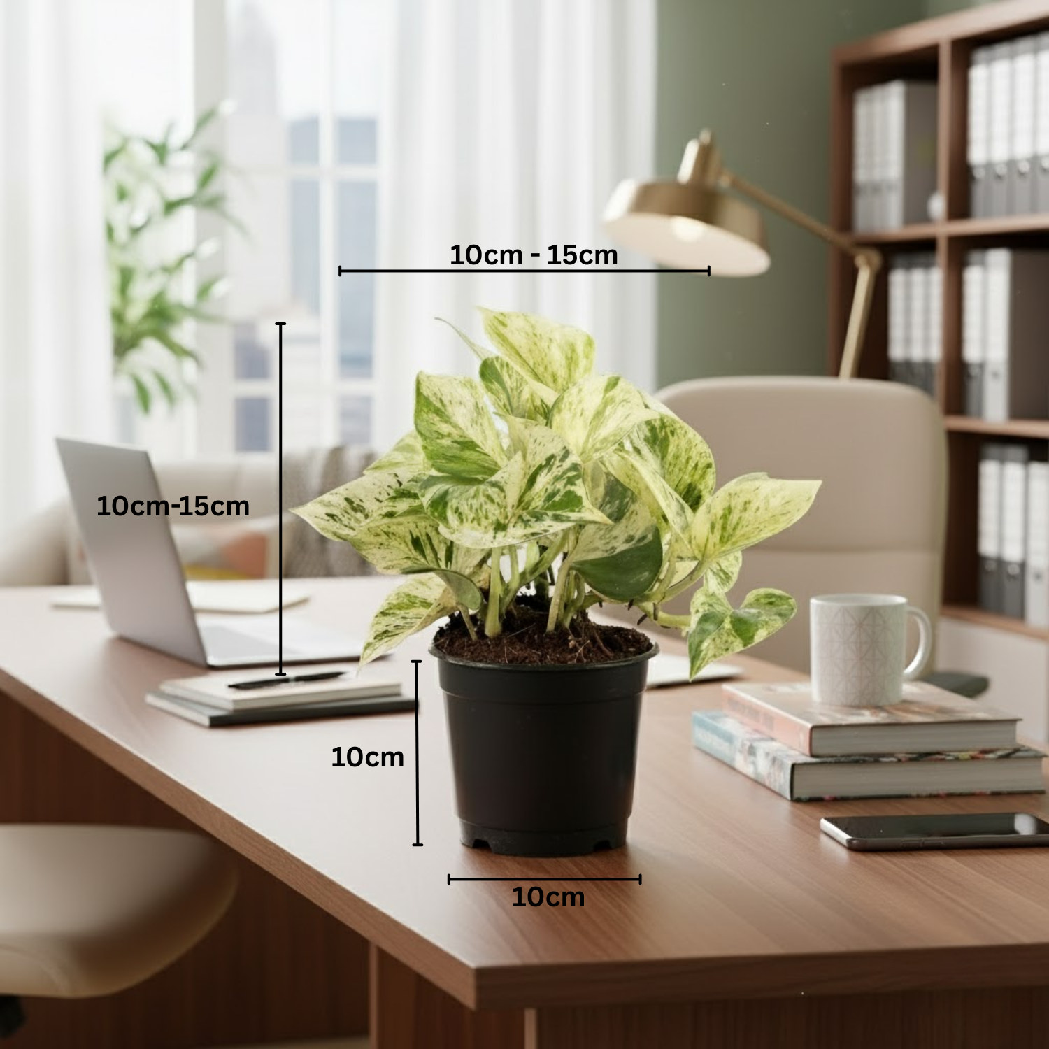 Marble Queen Money Plant (Epipremnum aureum ‘Marble Queen’) In 4 Inch Pot | Indoor Air-Purifying Decorative Live Plant For Home & Office